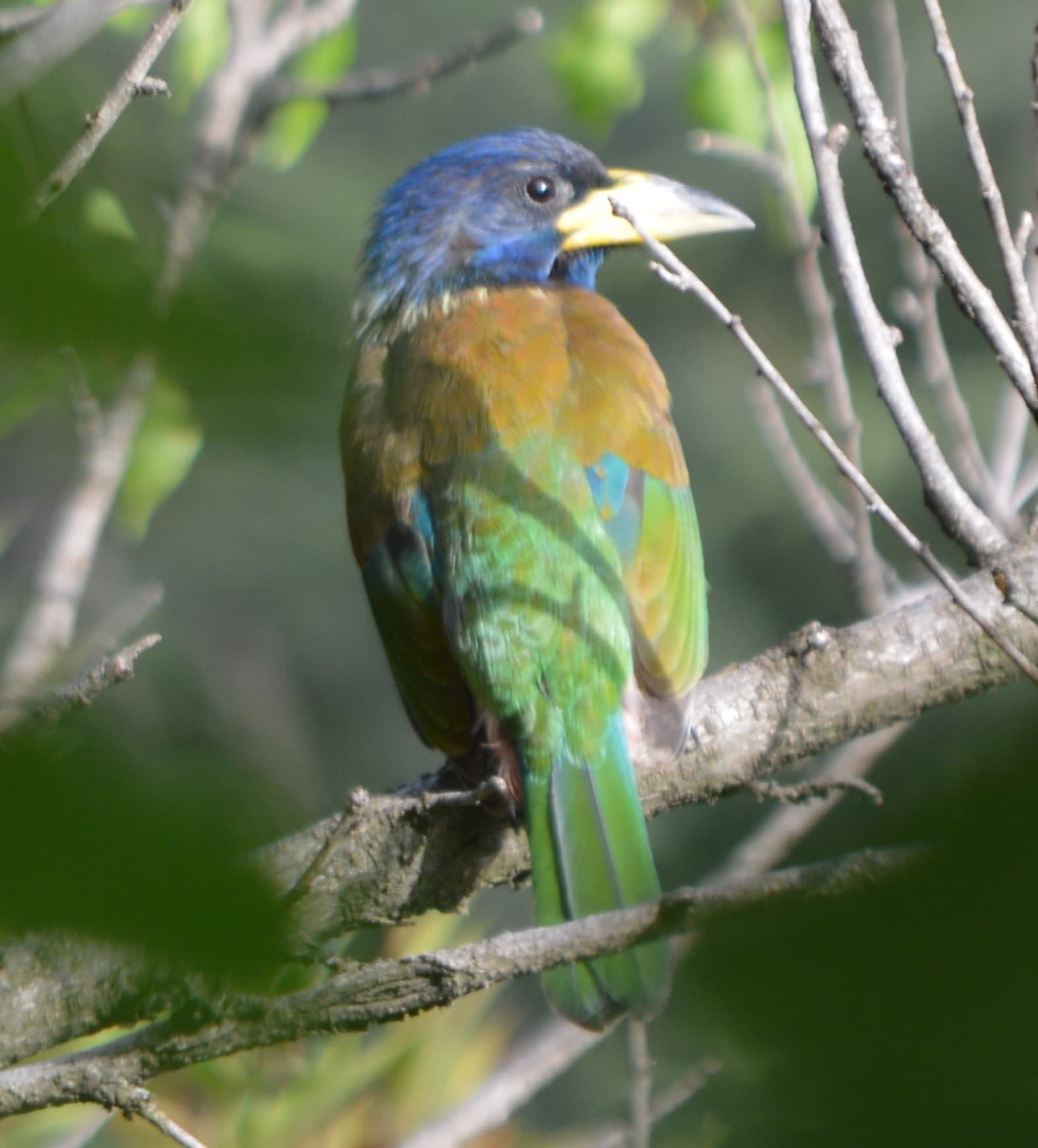 Great barbet