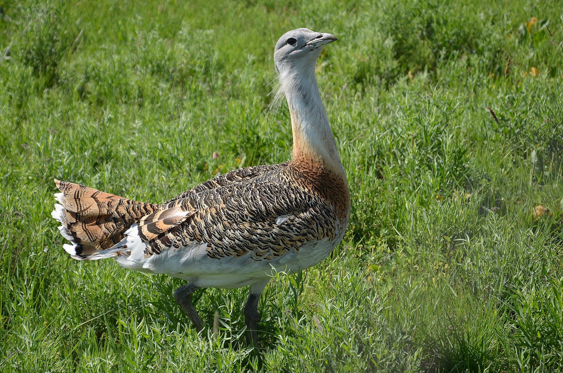 Great Bustard