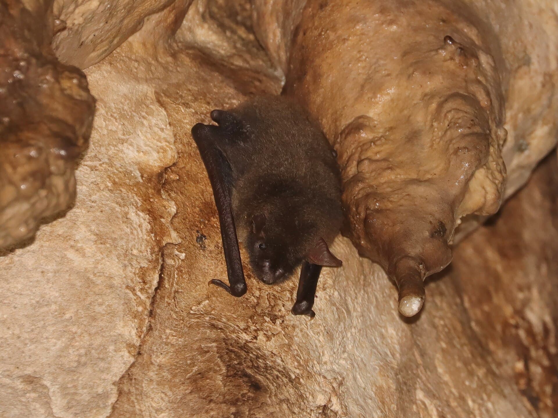 Great evening bat