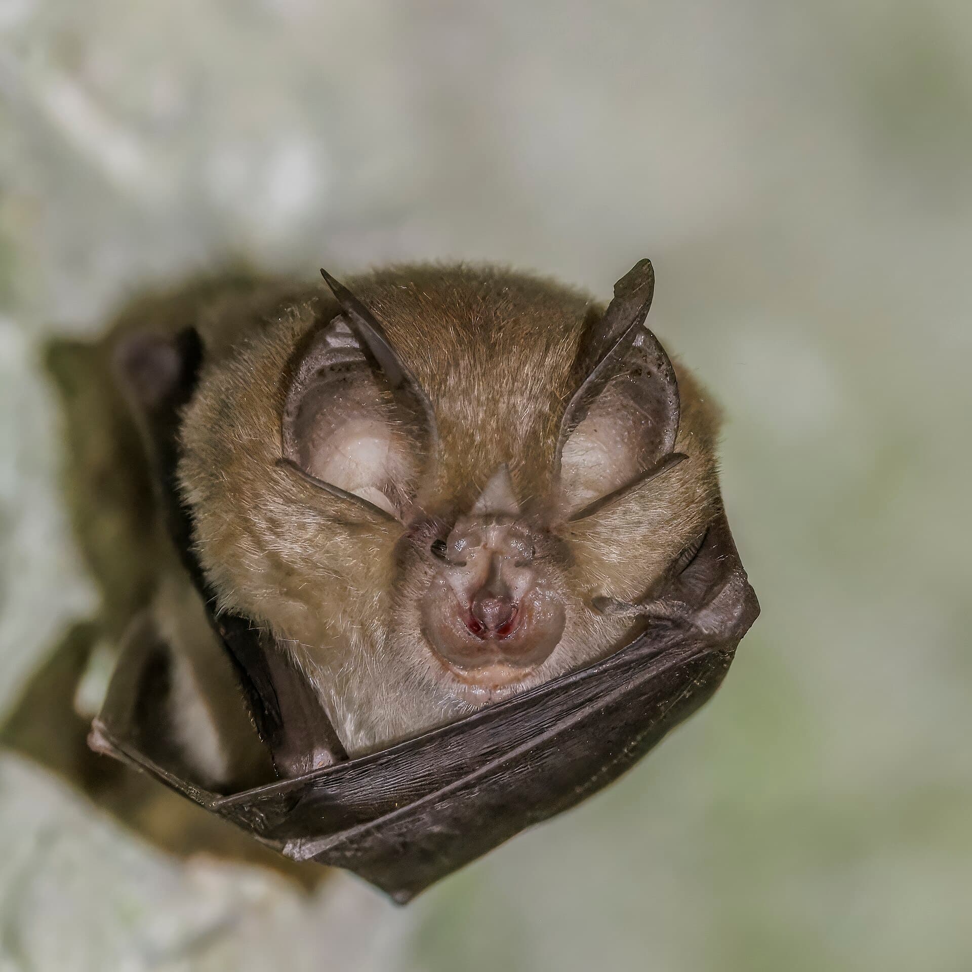 Greater Horseshoe Bat