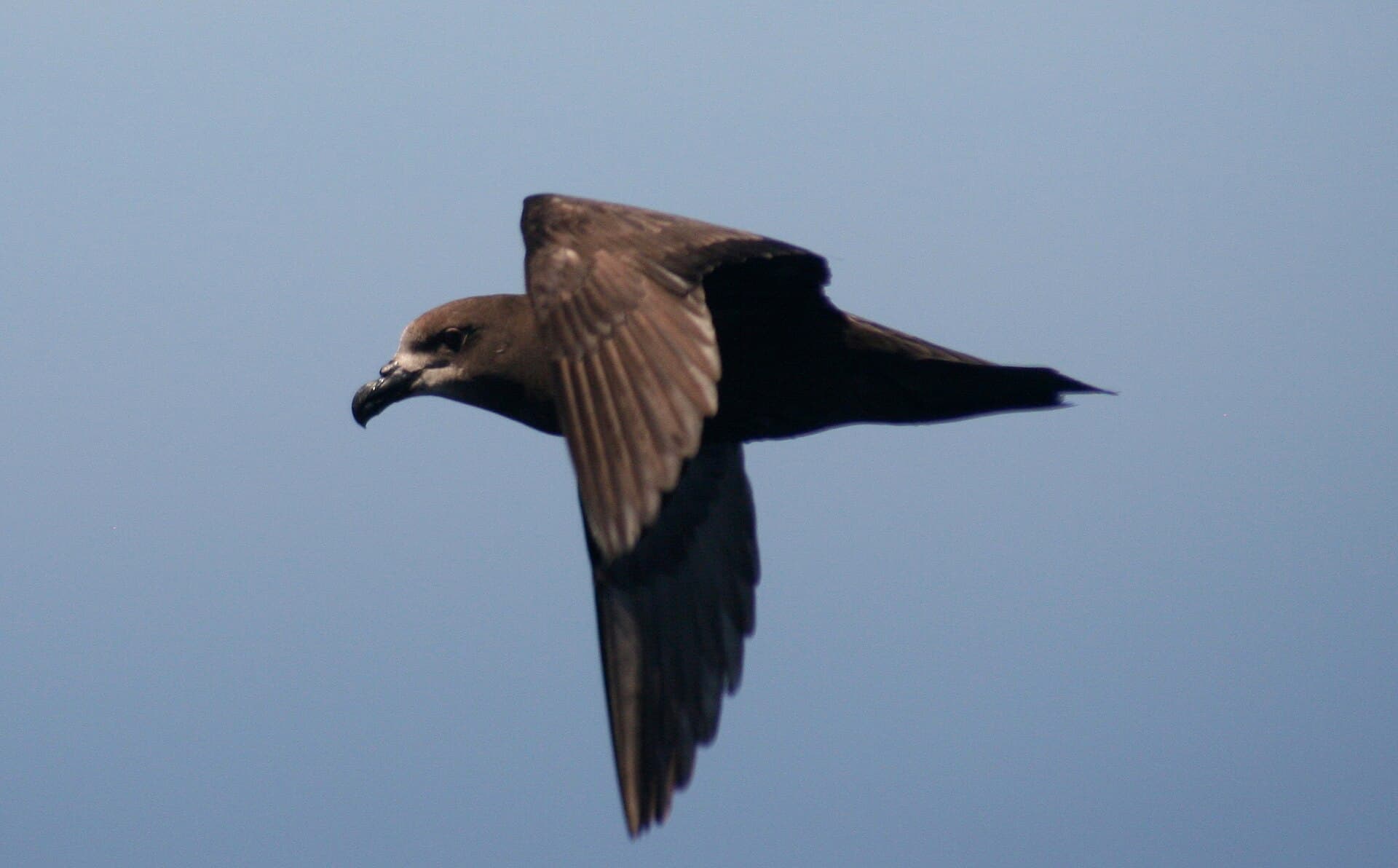 Grey-faced Petrel