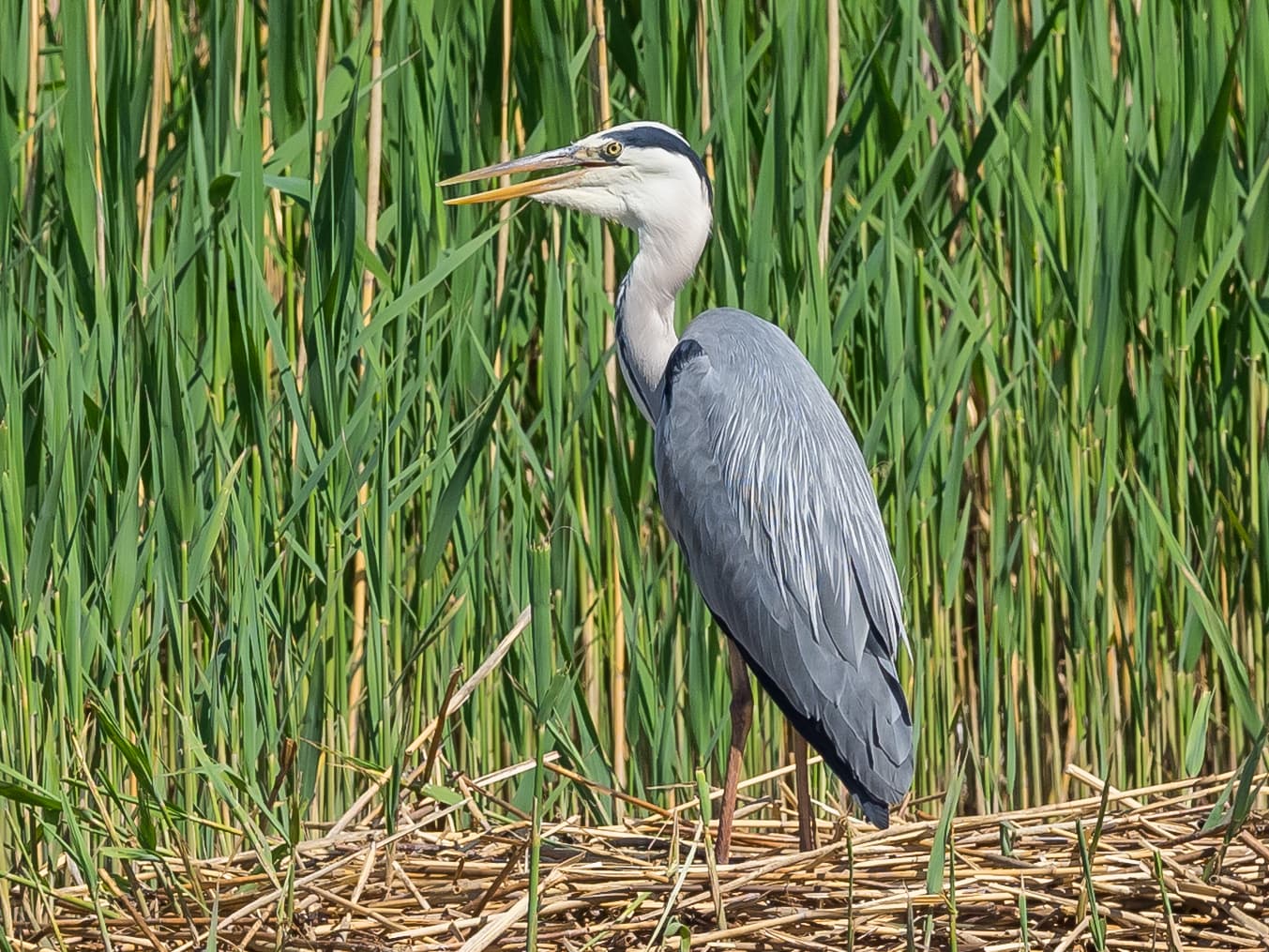 Grey Heron
