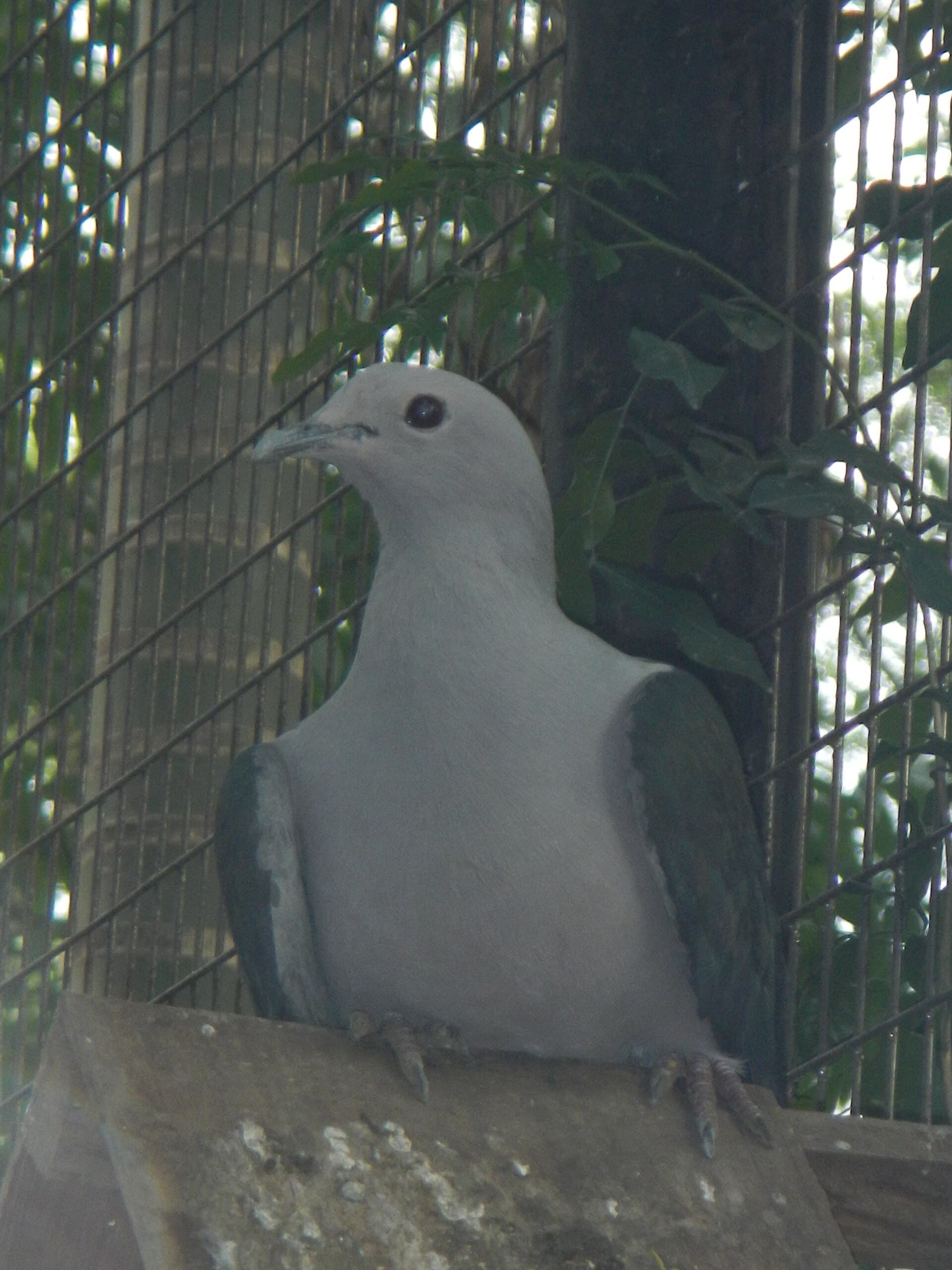 Grey Imperial Pigeon