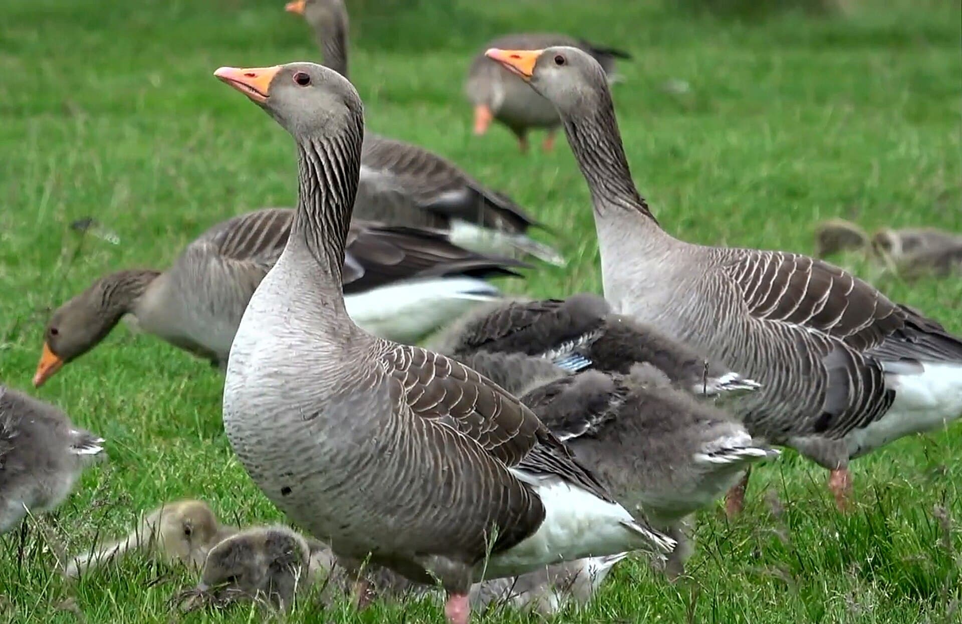 Greylag Goose