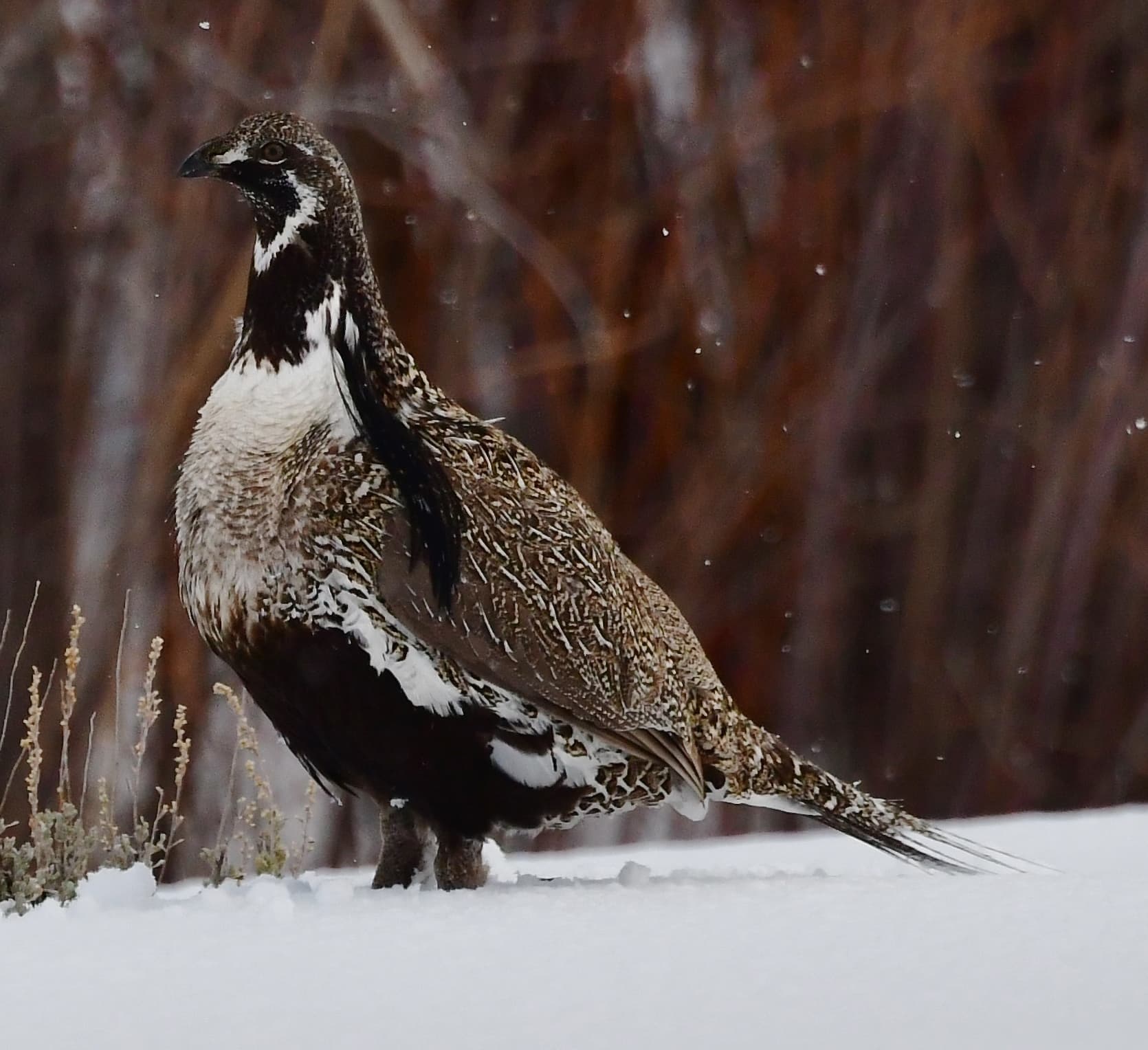 Gunnison Grouse