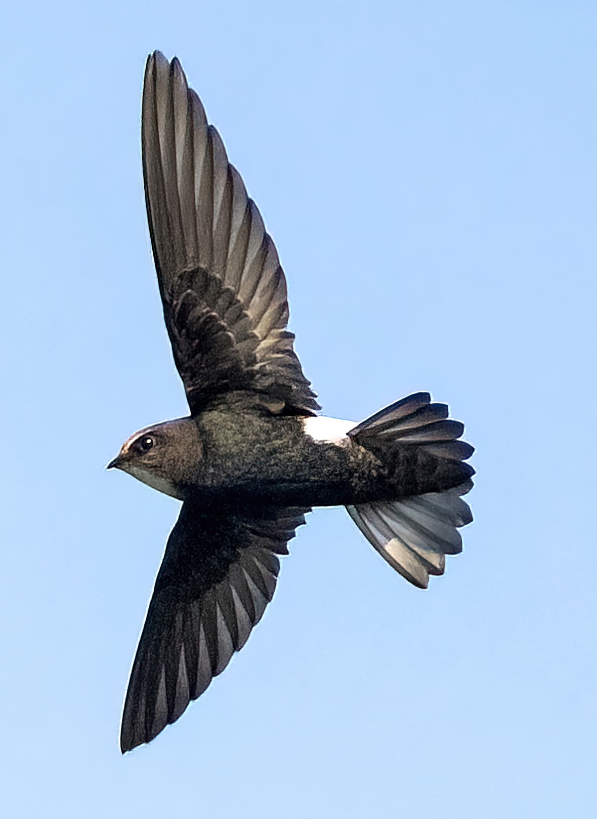 House Swift