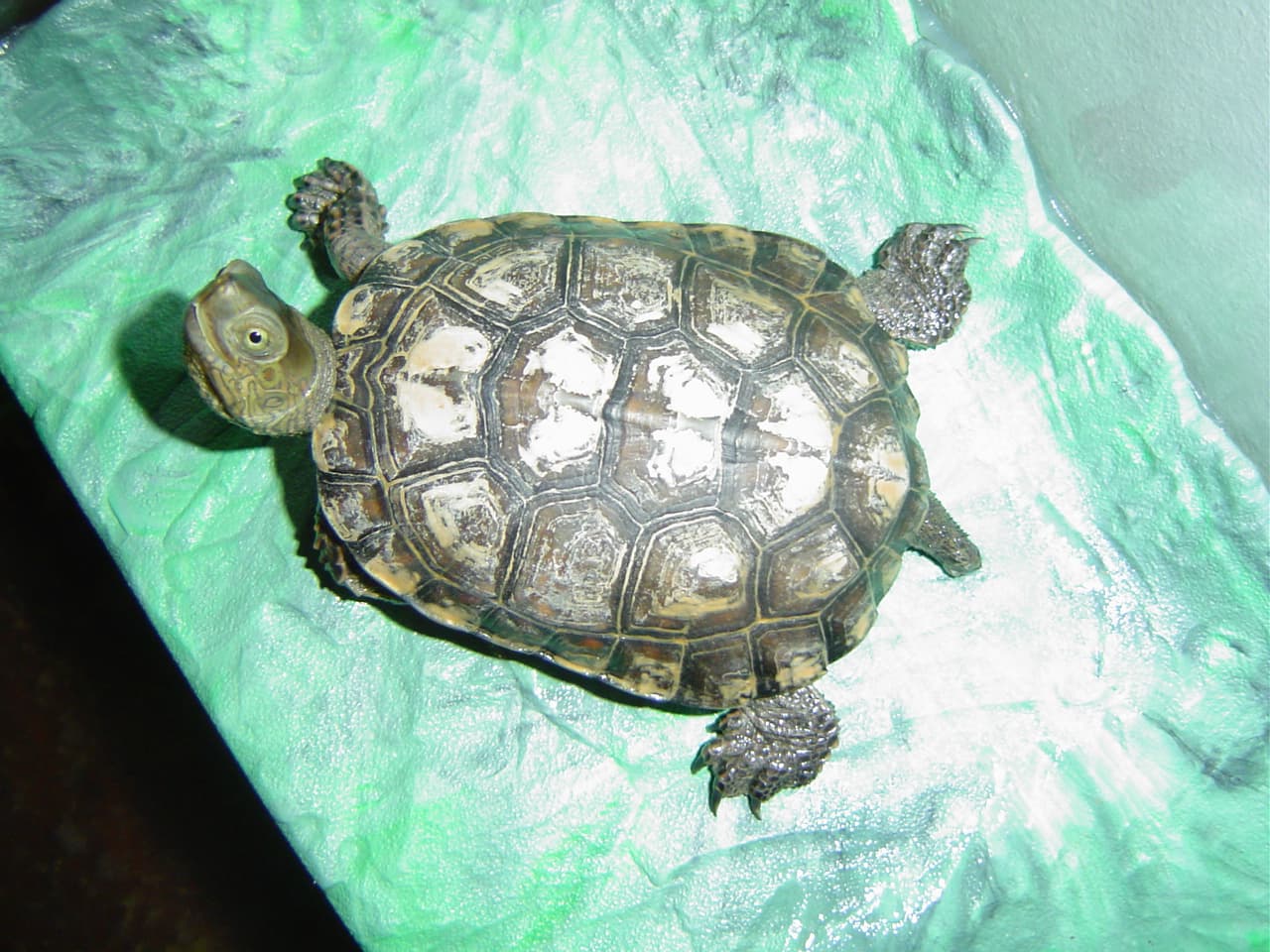 Iberian pond turtle