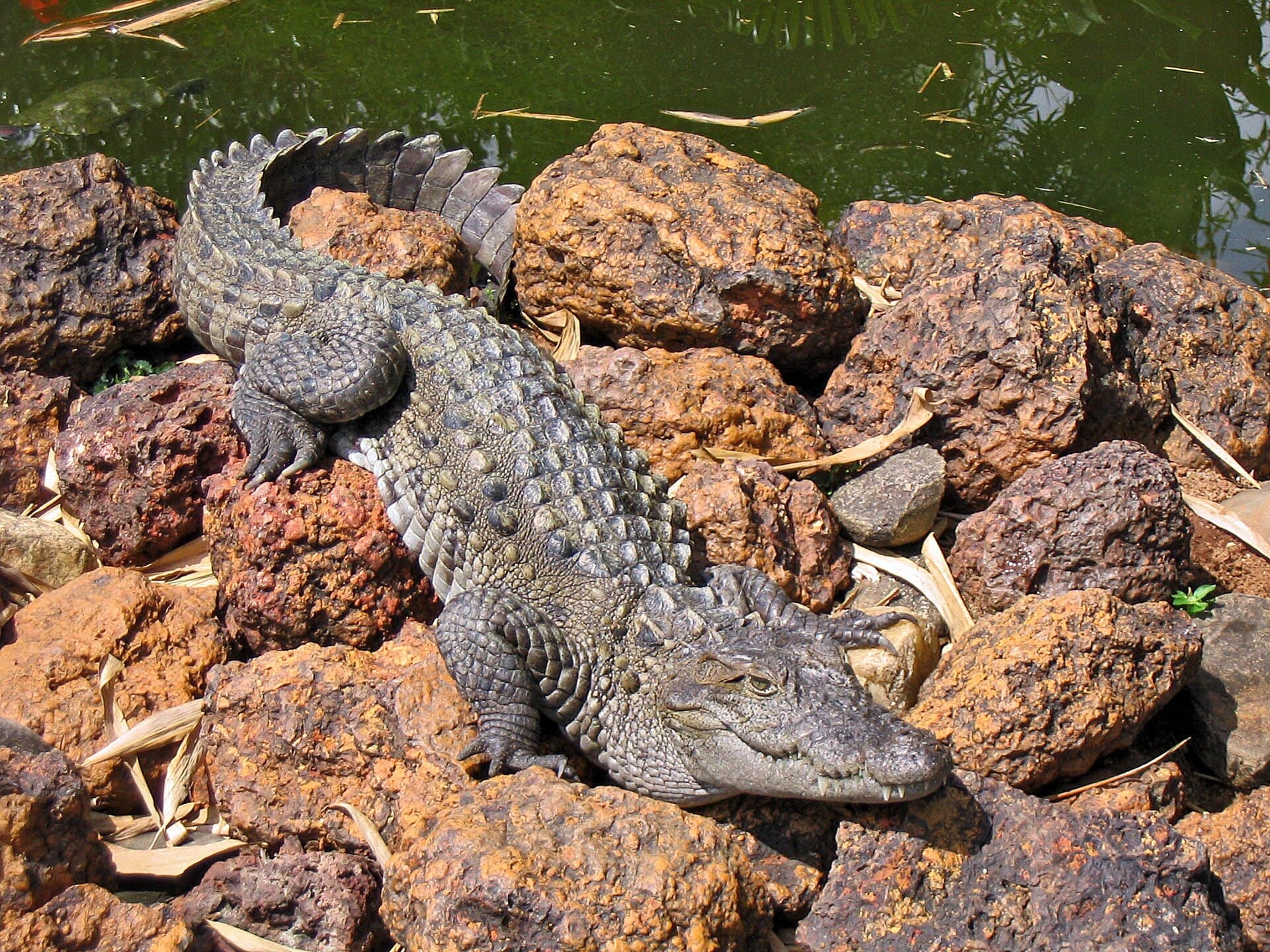 Indus Crocodile