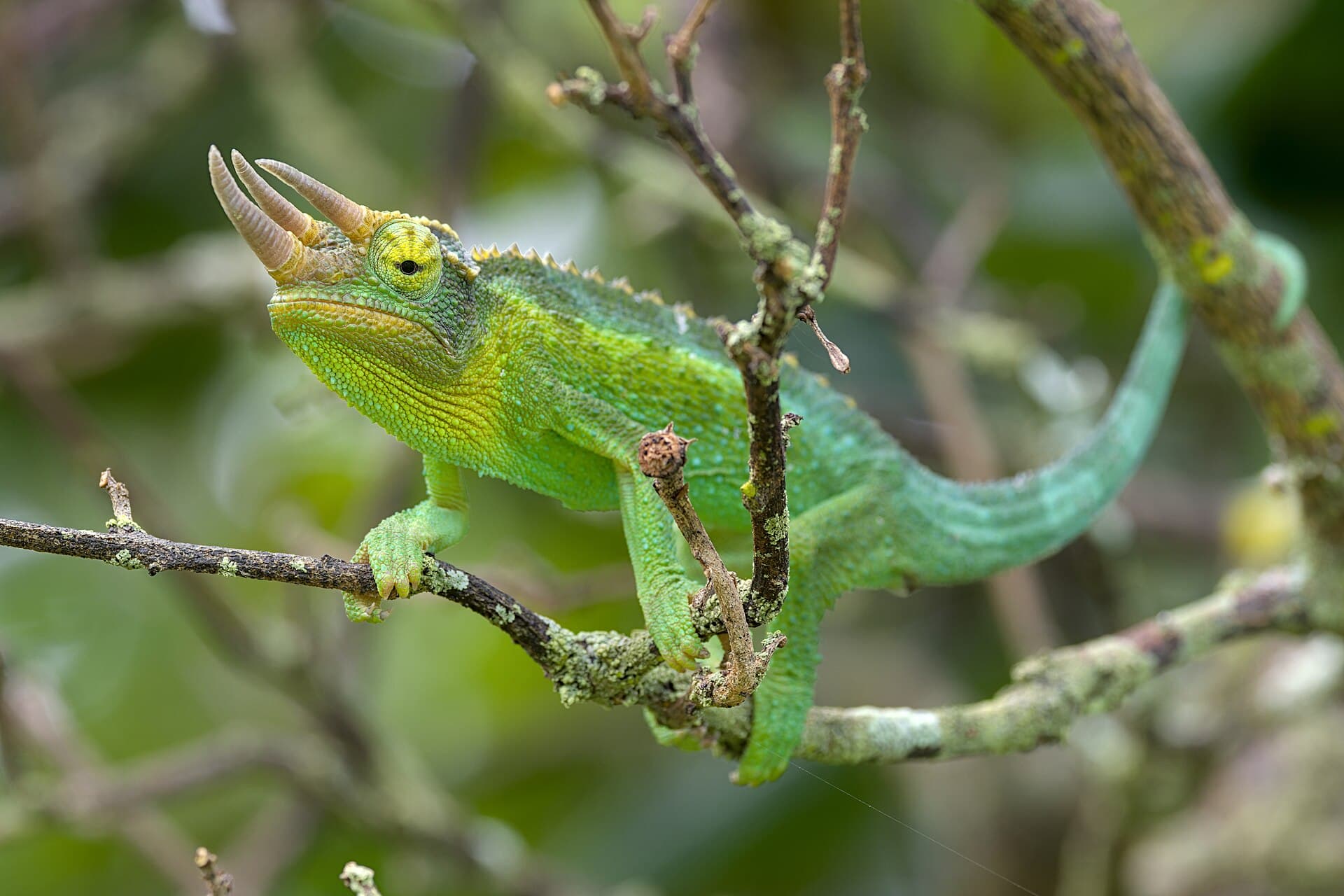 Jackson's Chameleon