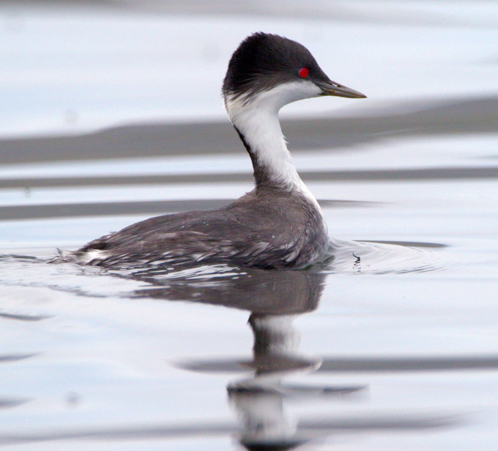 Junin Grebe