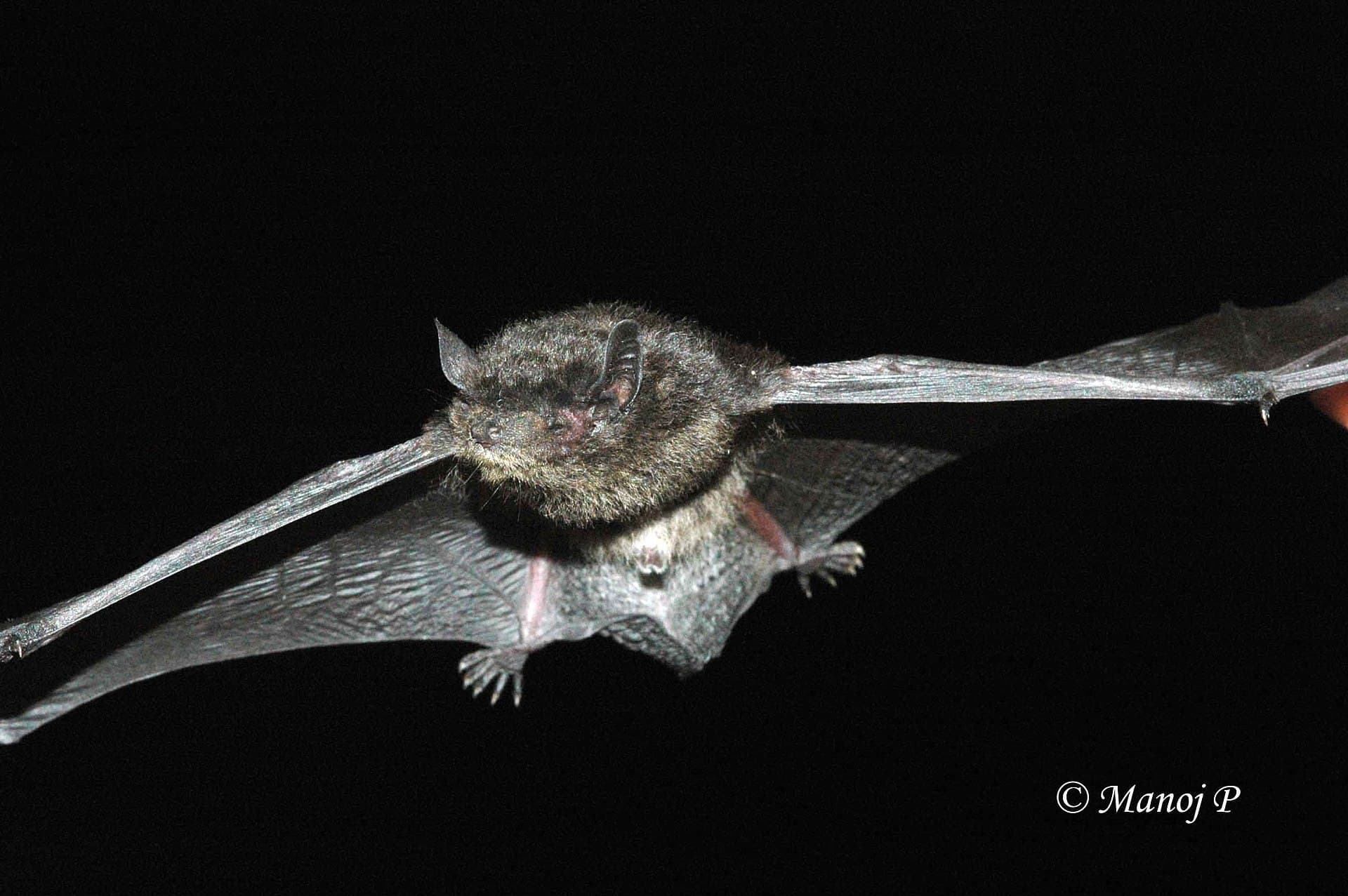least pipistrelle