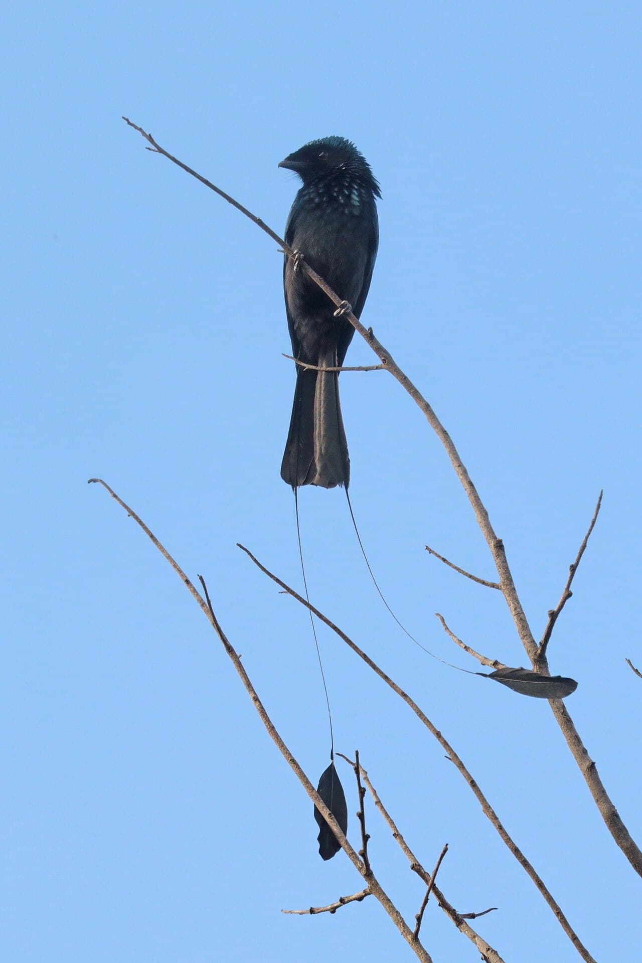 Lesser Racket-tailed Drongo