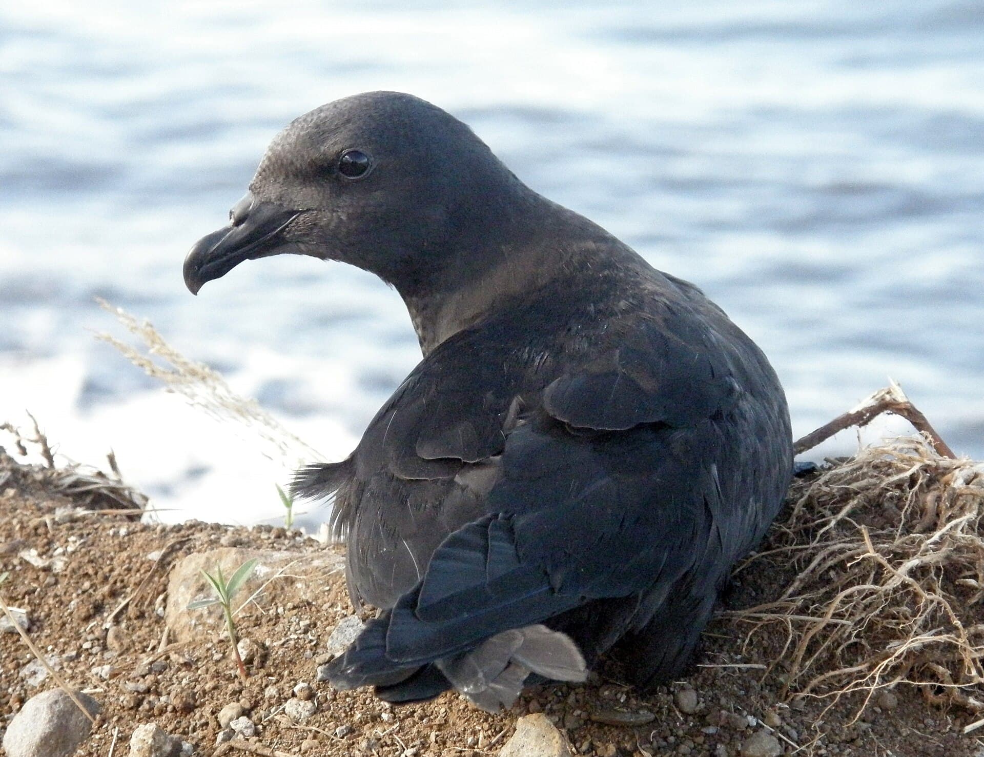 Mascarene Petrel