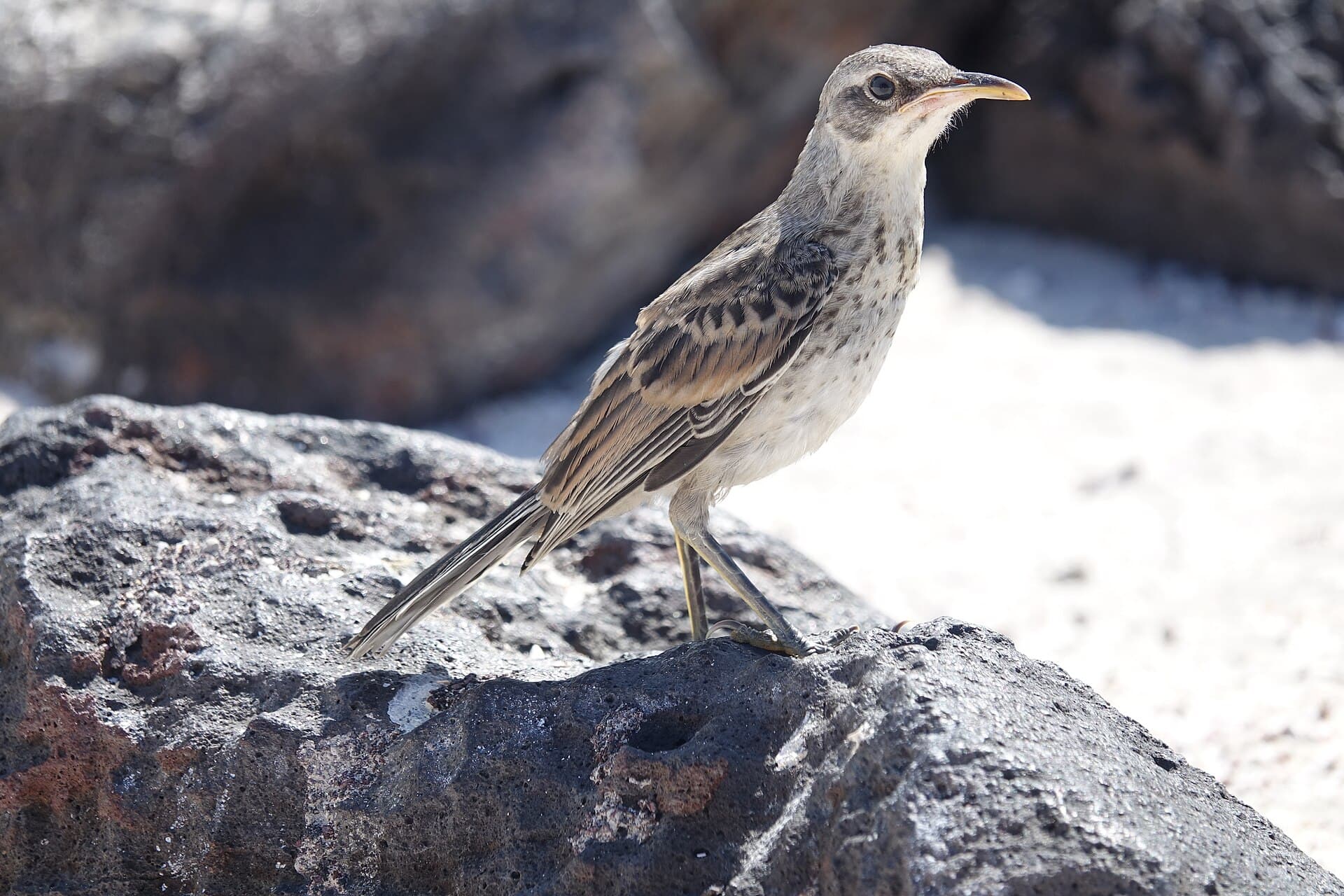 Mimus macdonaldi