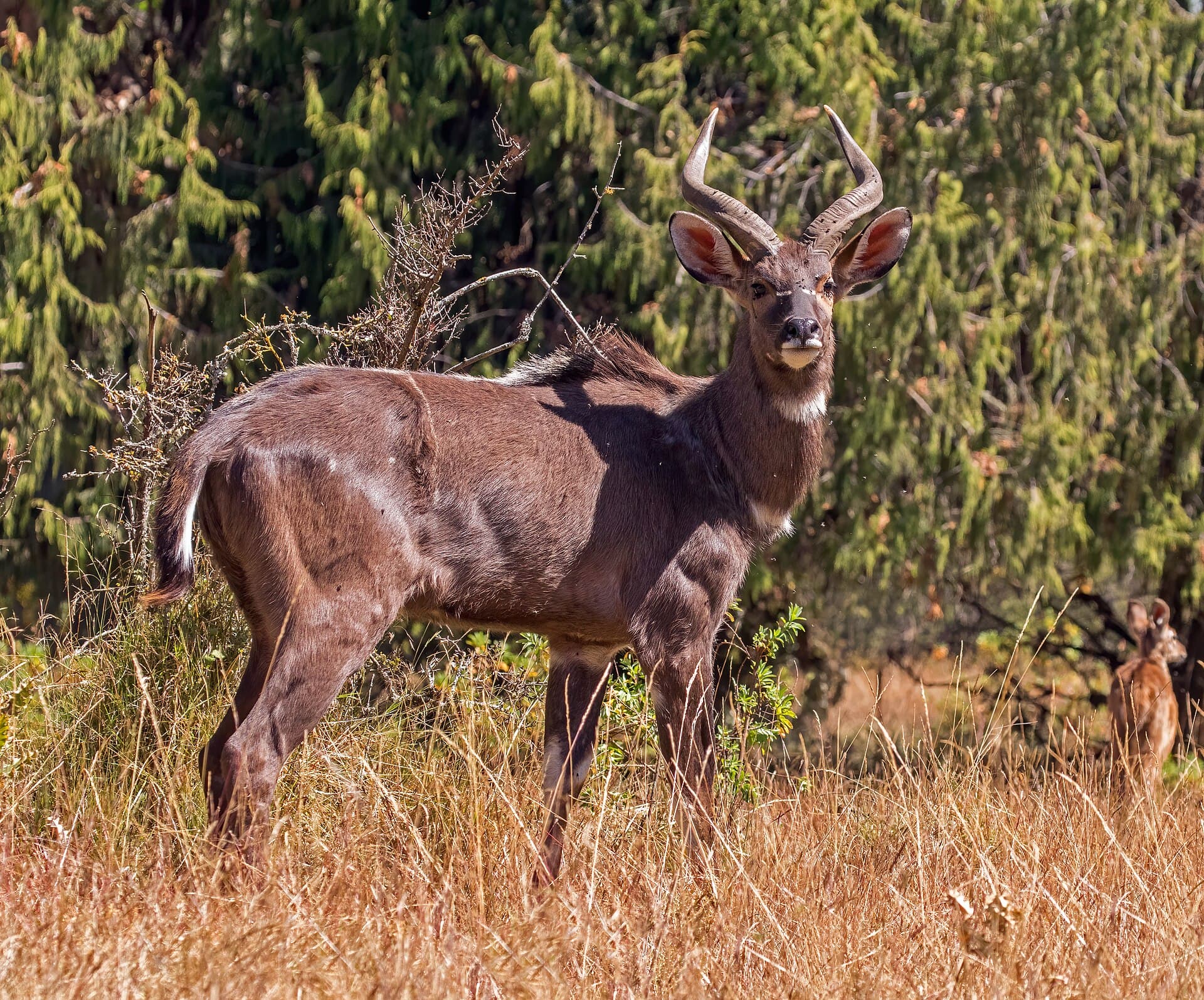 mountain nyala