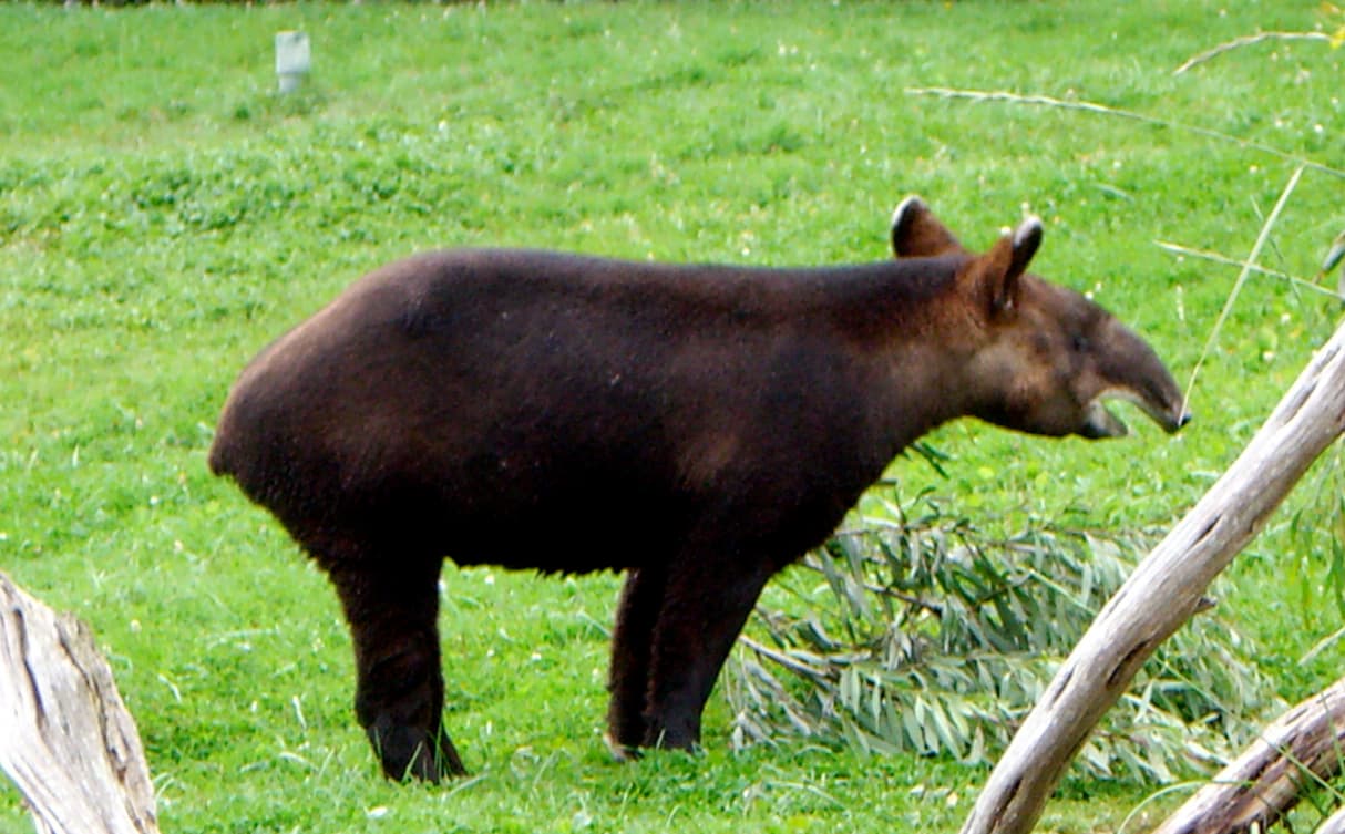 mountain tapir