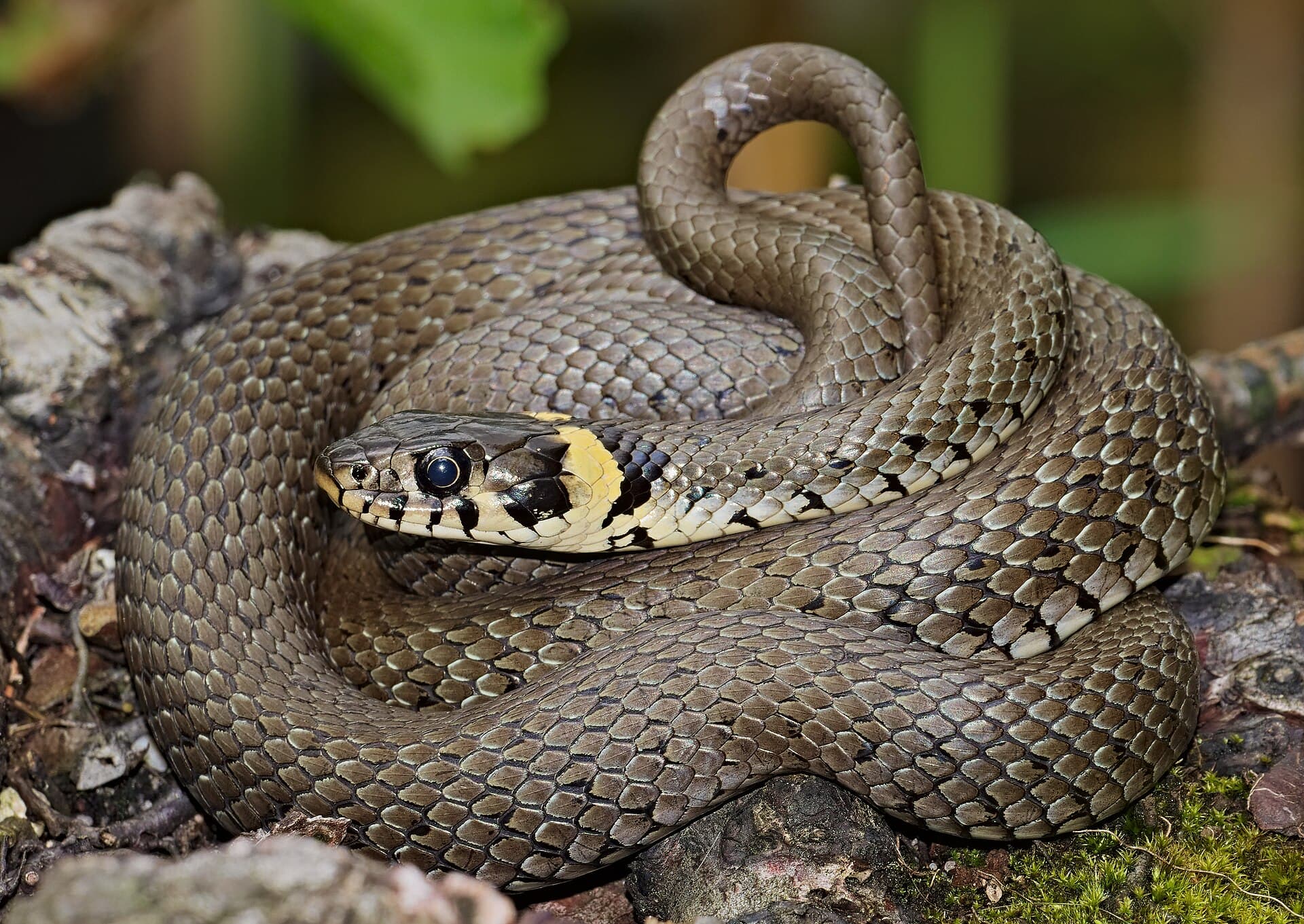 Natrix natrix
