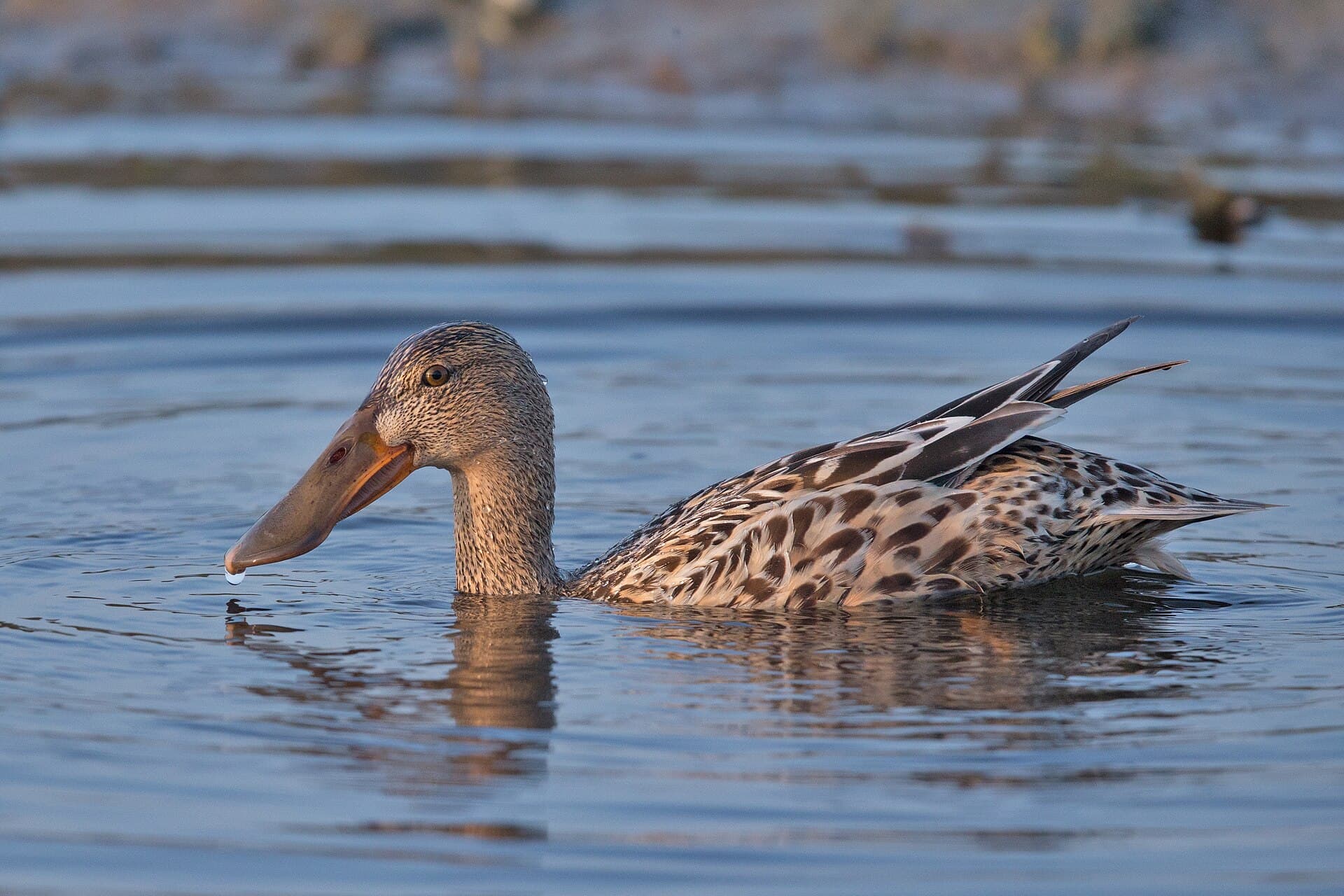 Northern Shoveler