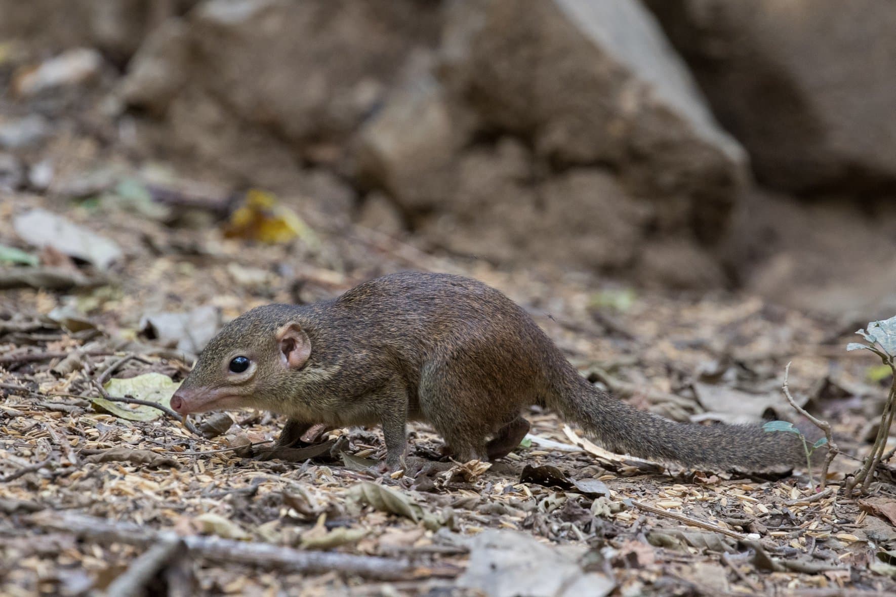 Northern treeshrew