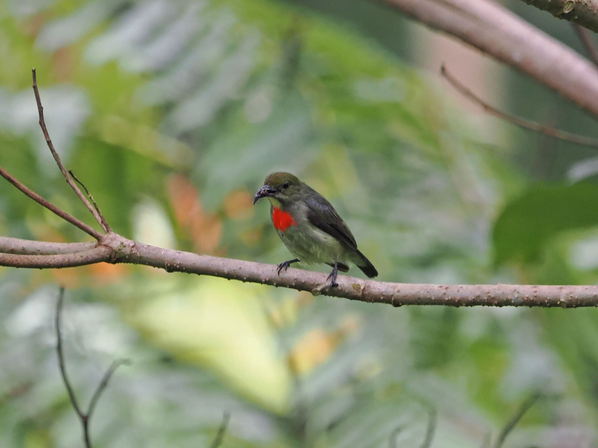 Olive-crowned Flowerpecker