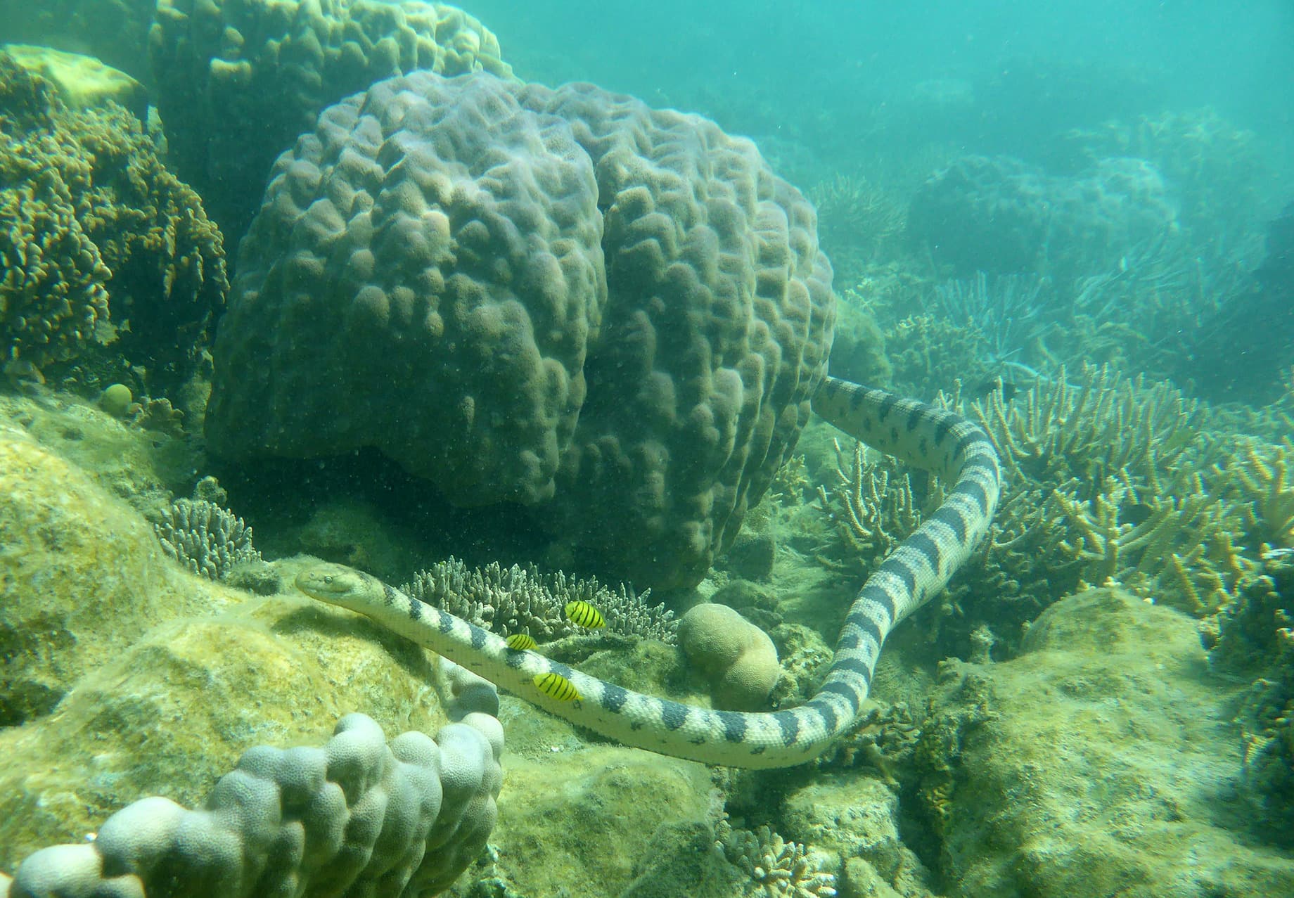 Olive-headed sea snake