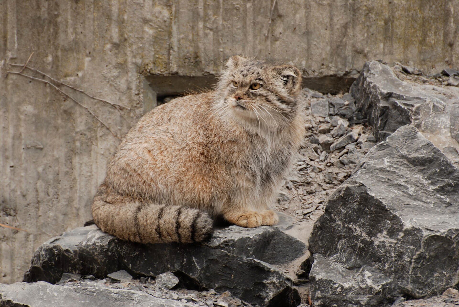 A Pallas's cat sitting among rocks