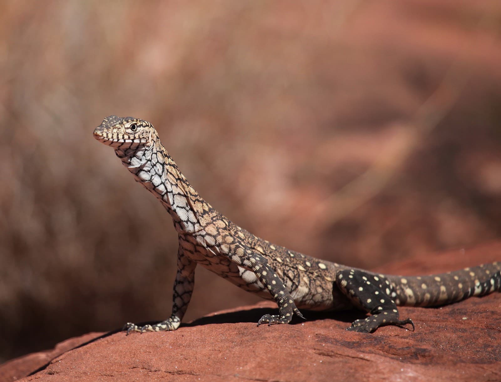 Perentie