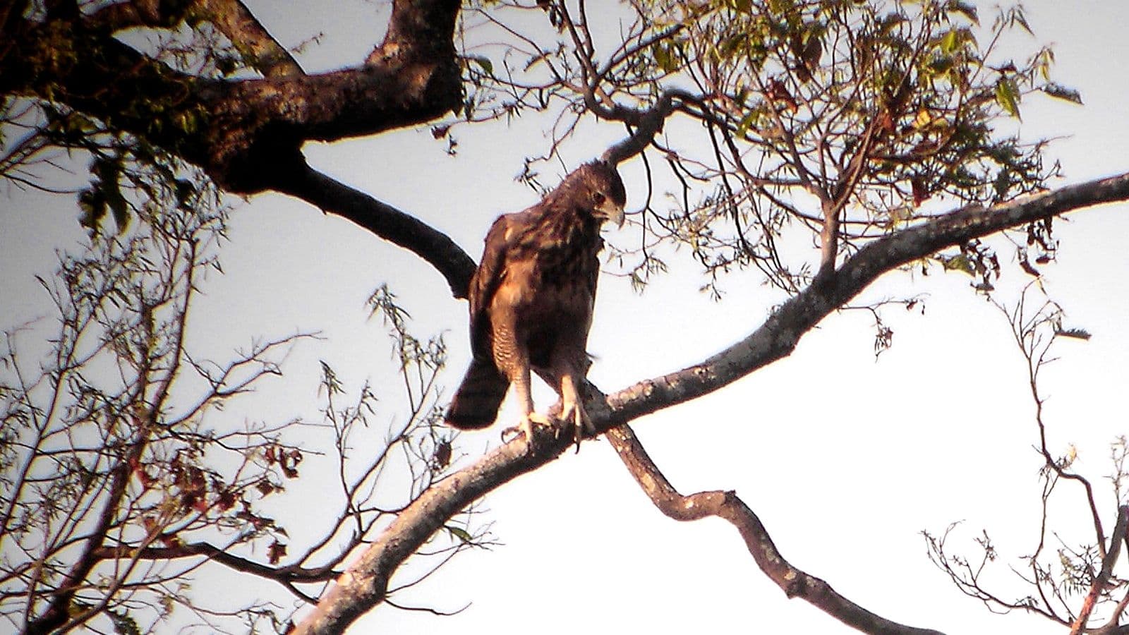 Philippine Hawk-Eagle