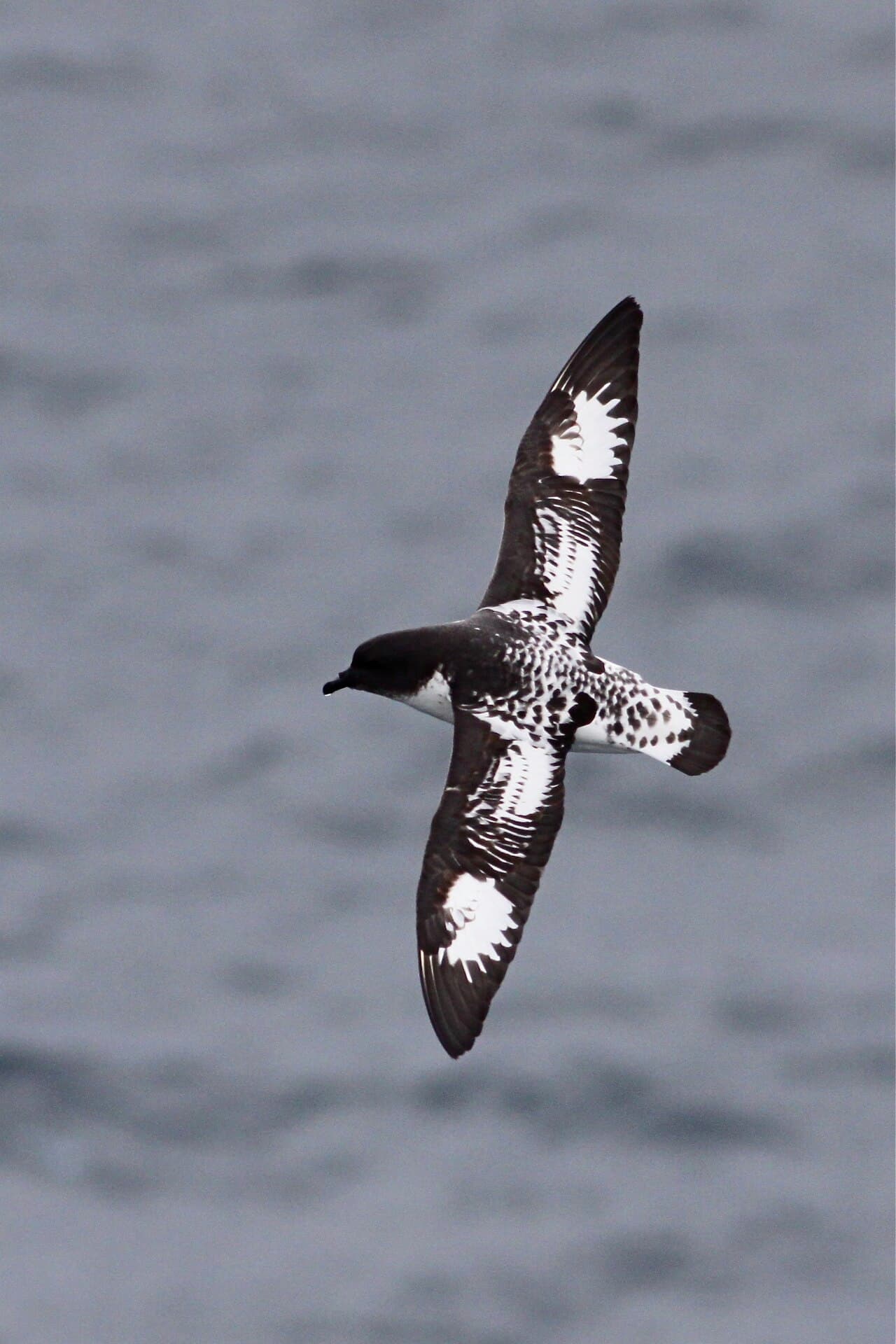 Pintado Petrel