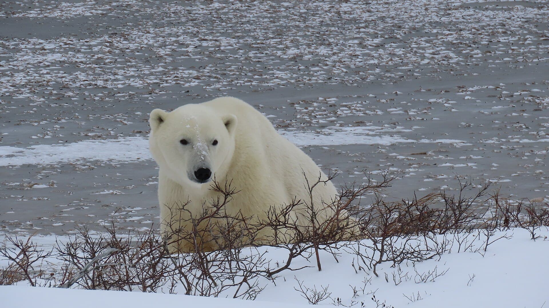 A polar bear standing on snowy tundra near Churchill, Manitoba