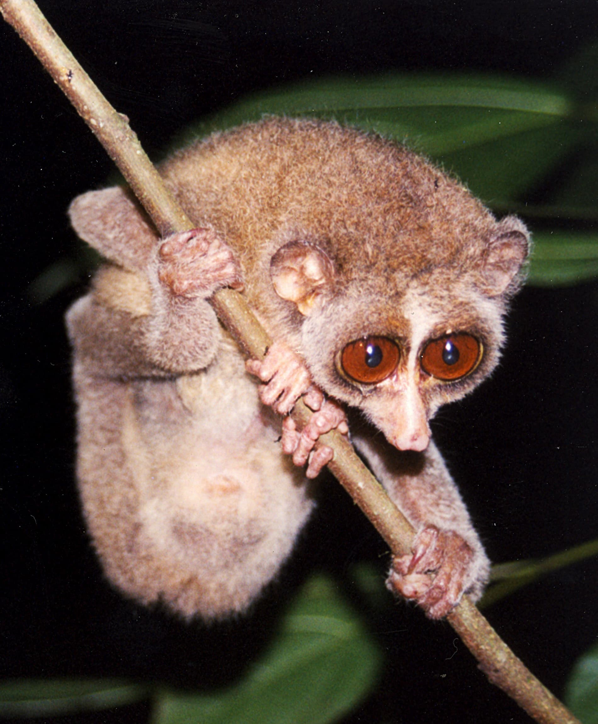 red slender loris