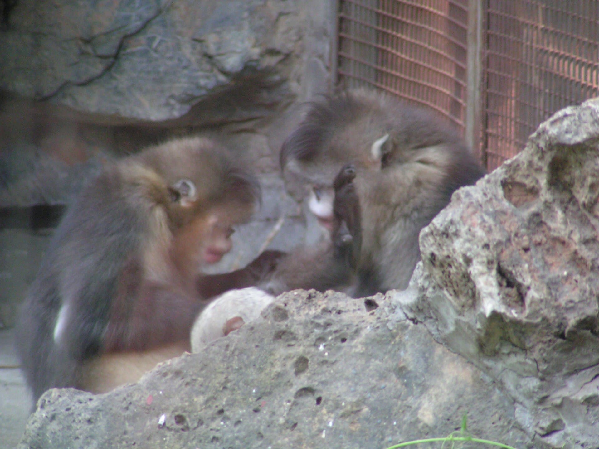 Rhinopithecus bieti
