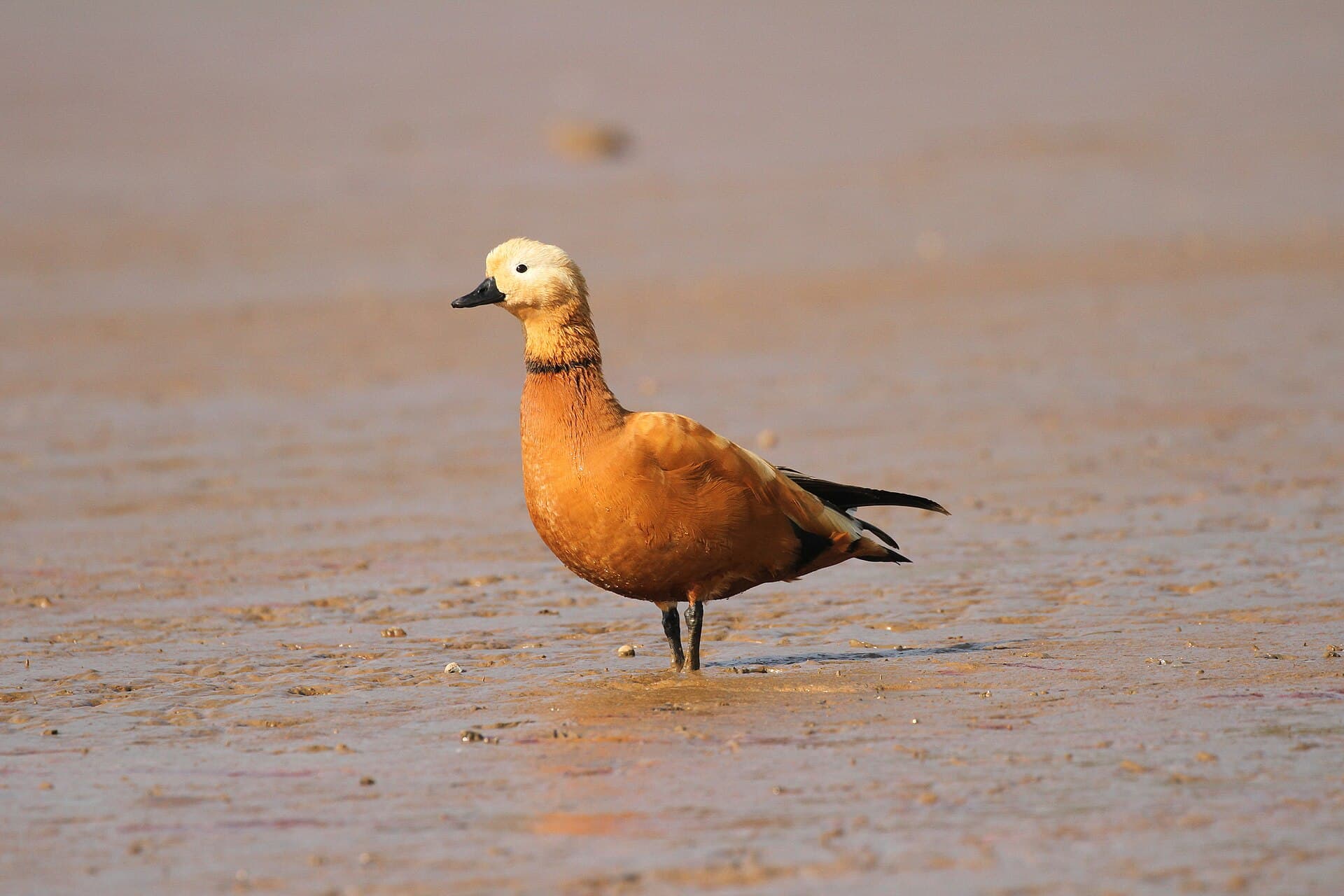 Ruddy Shelduck