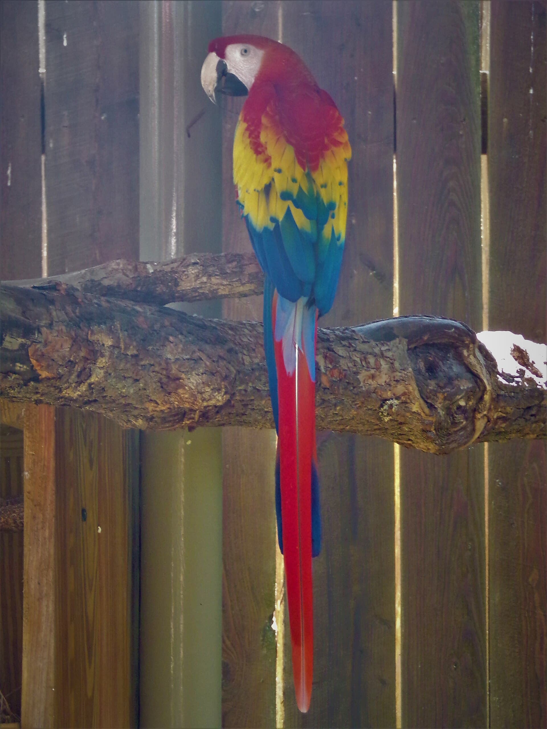 A scarlet macaw perched on a branch