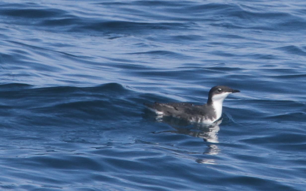 Scripps's Murrelet