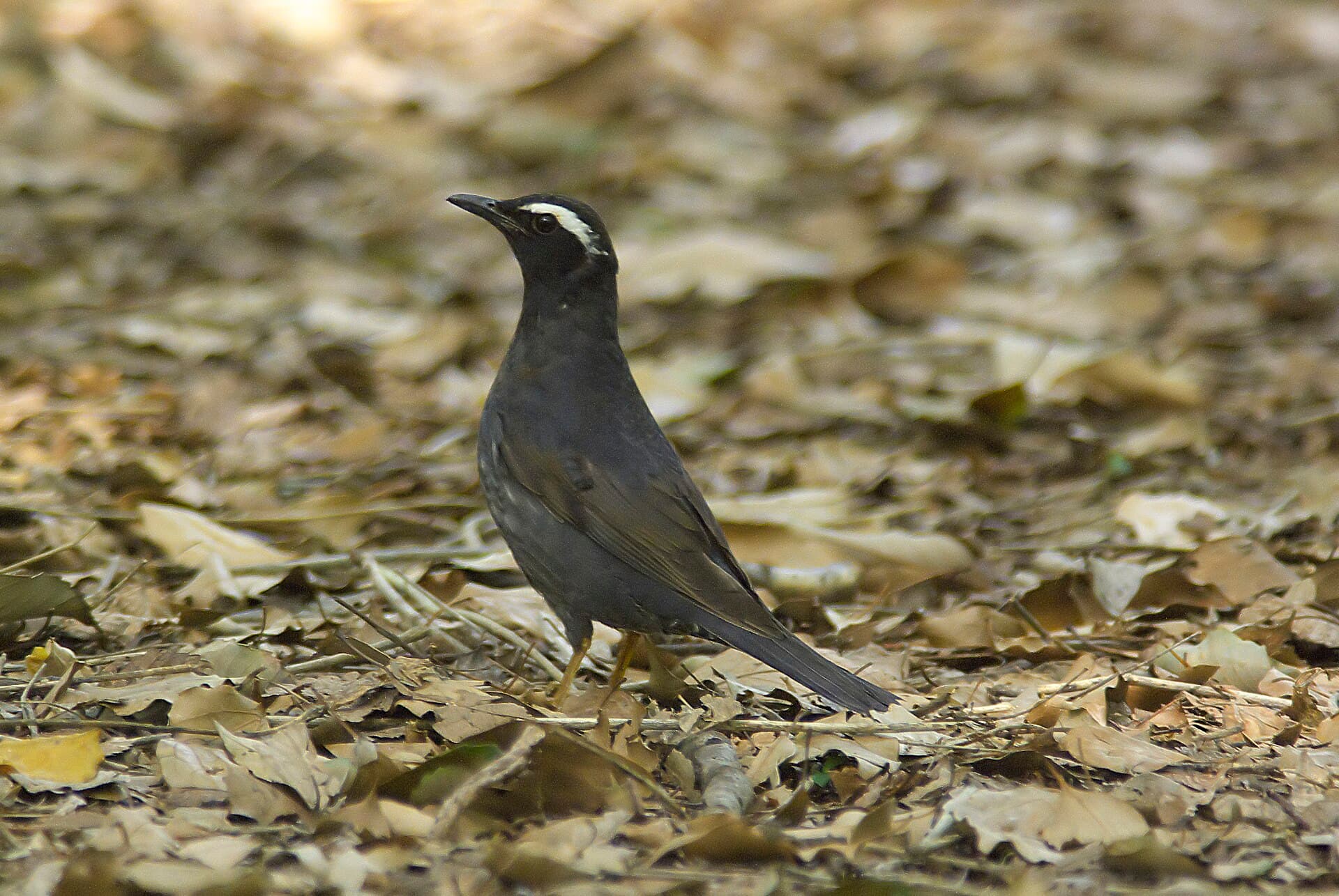 Siberian Thrush