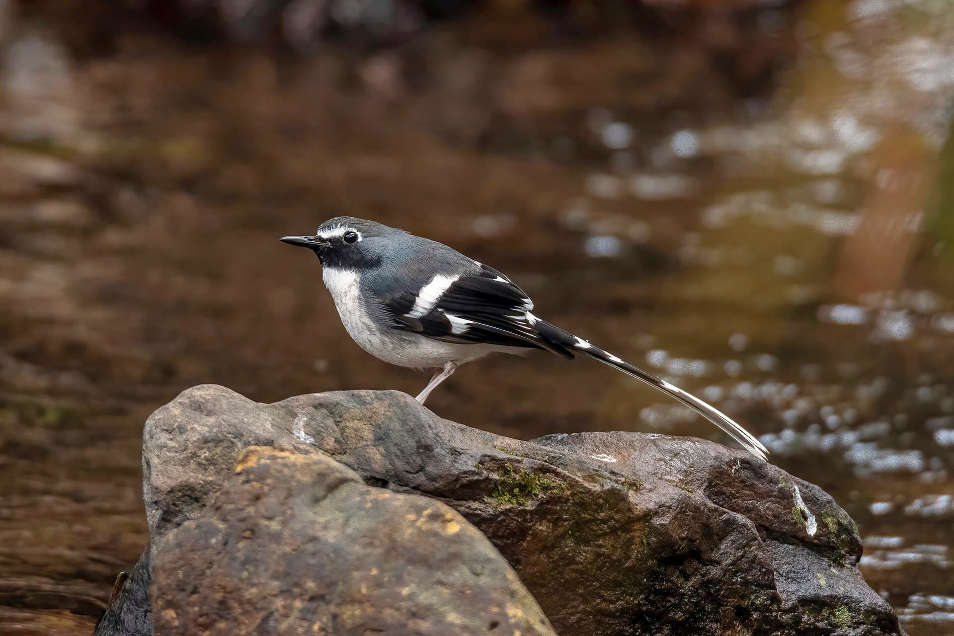 Slaty-backed Forktail