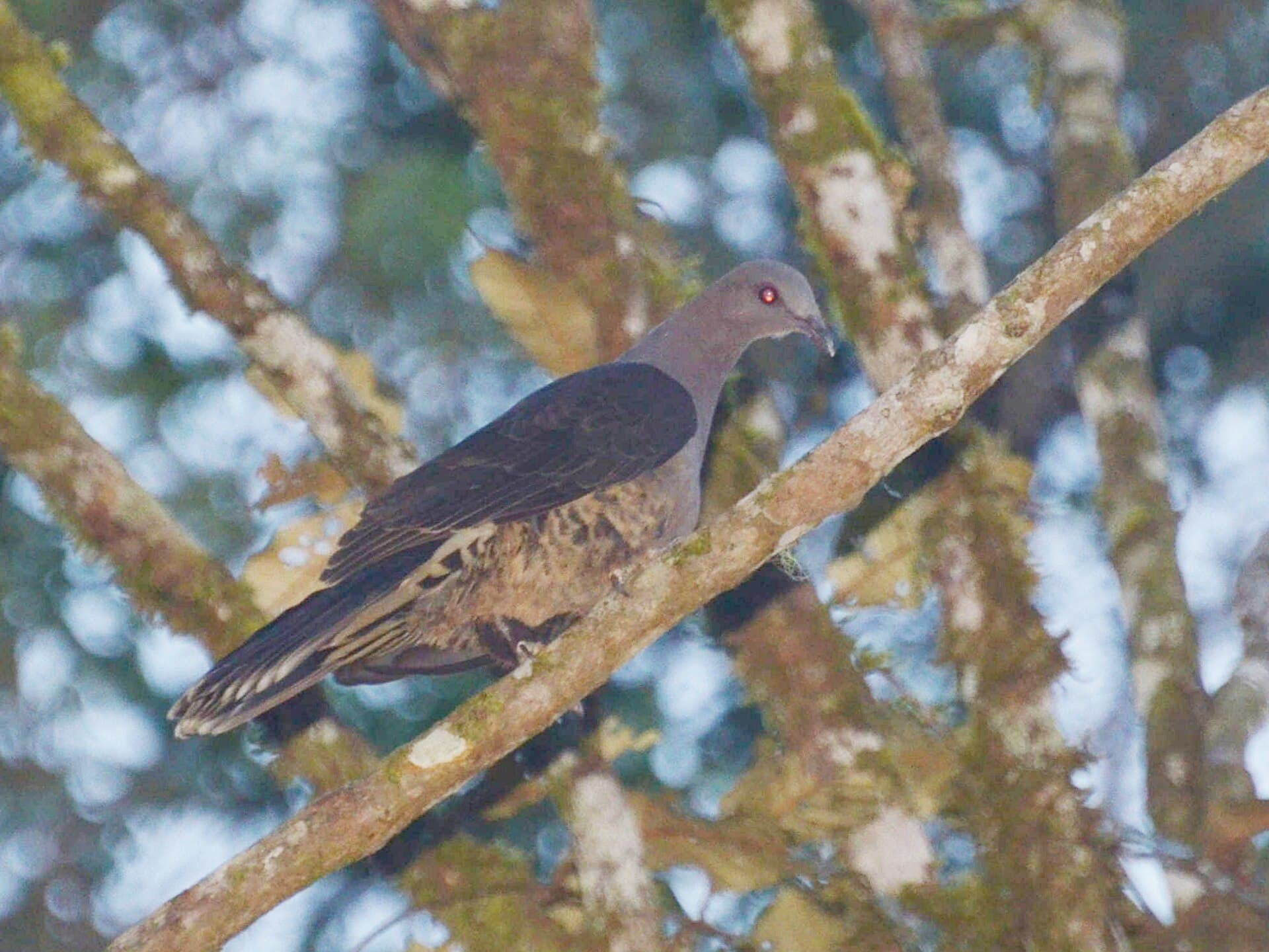 Sombre Pigeon