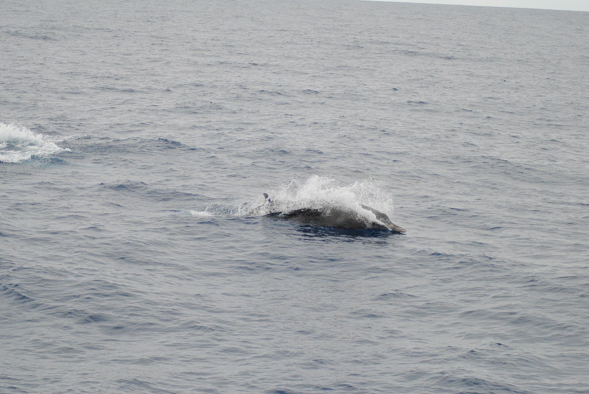 strap-toothed whale