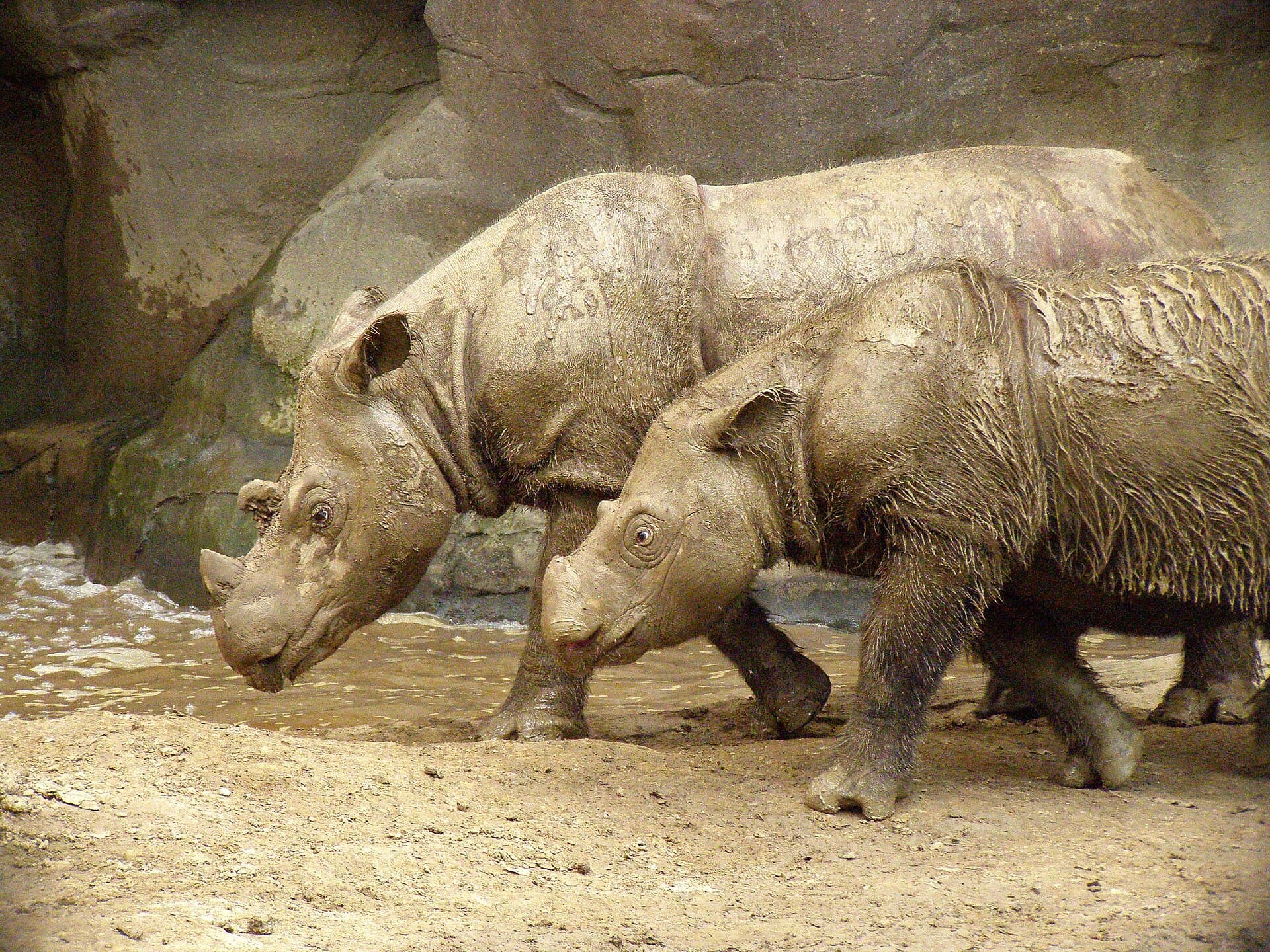 Sumatran rhinoceros