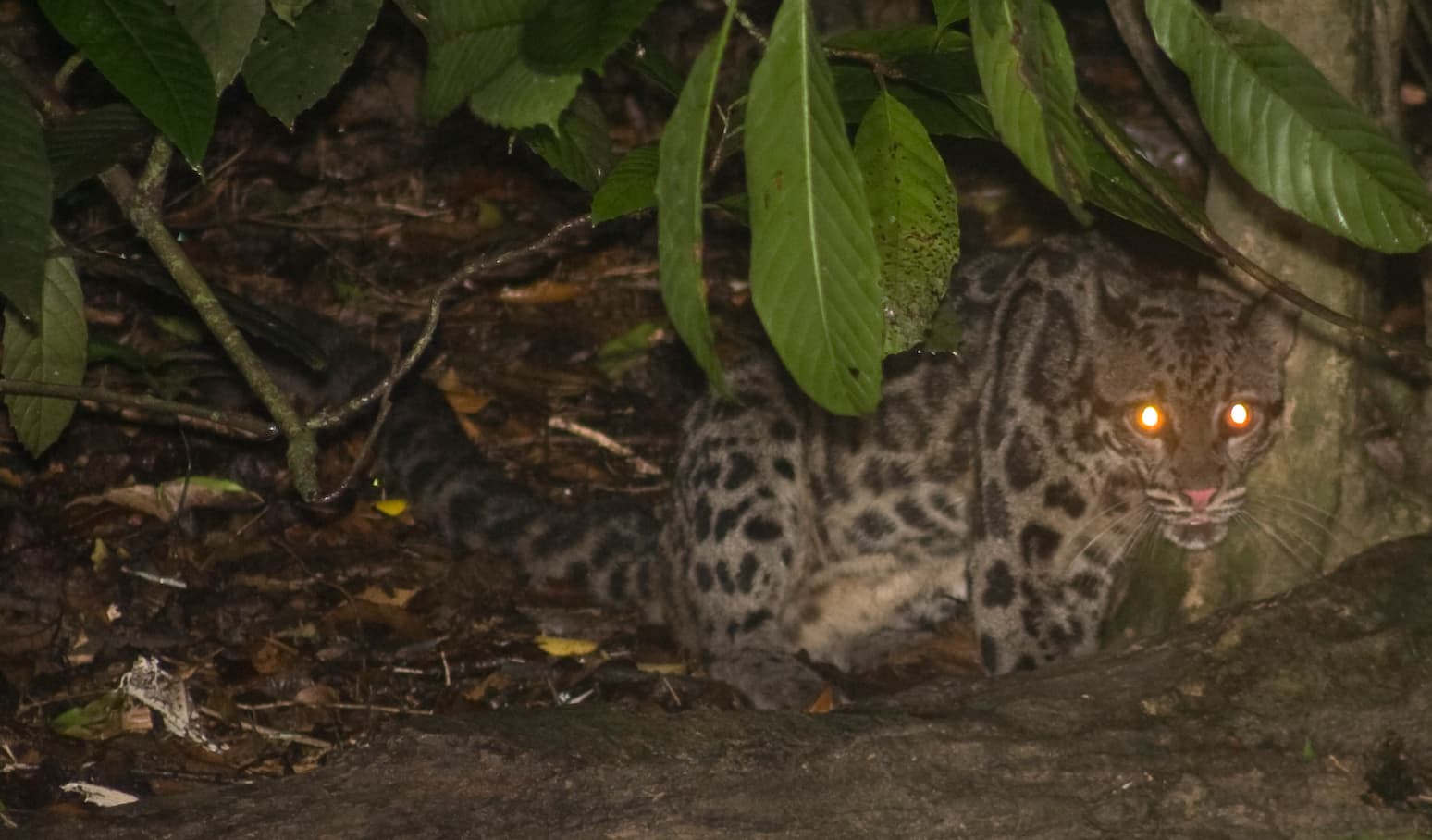 Sunda clouded leopard