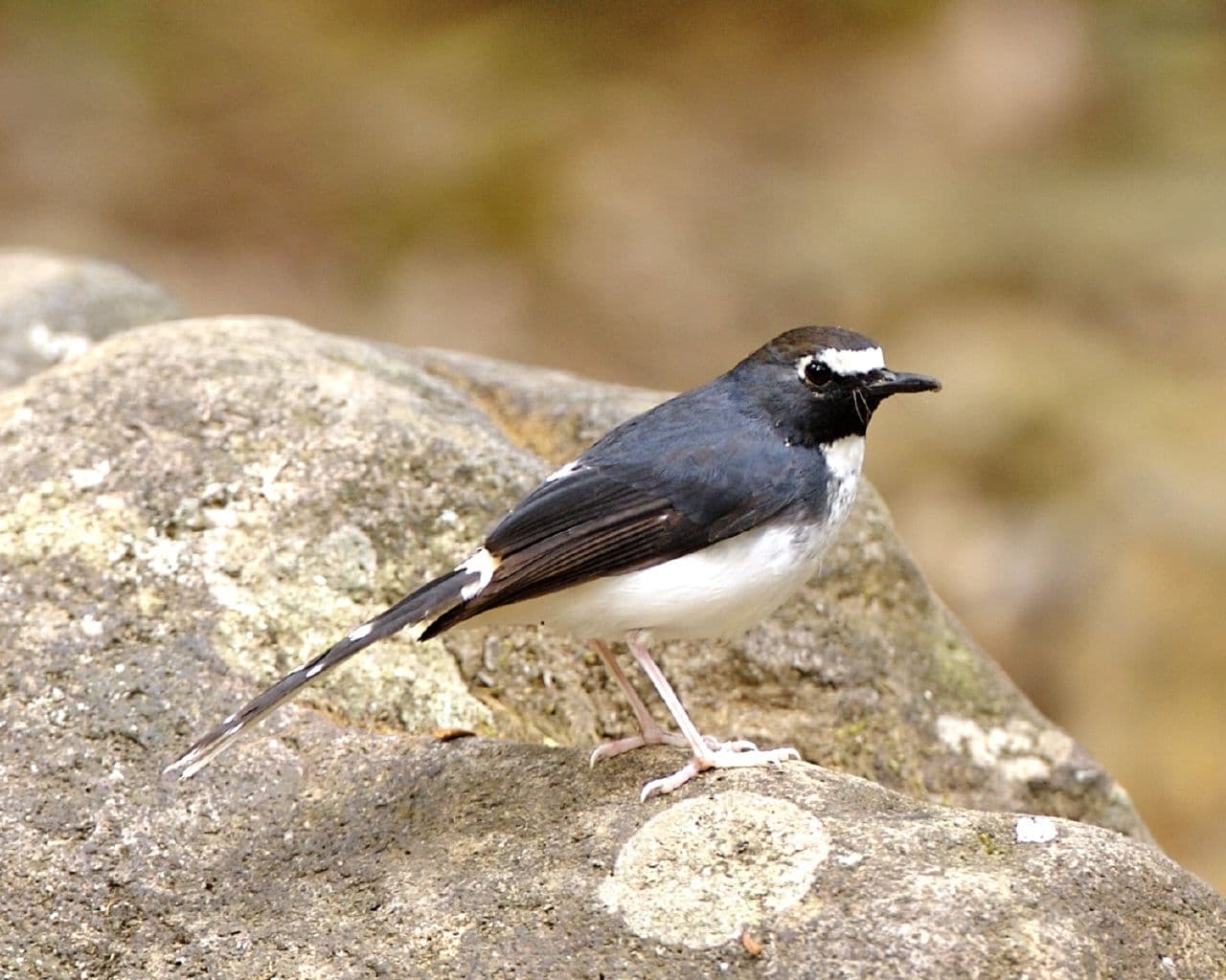 Sunda Forktail