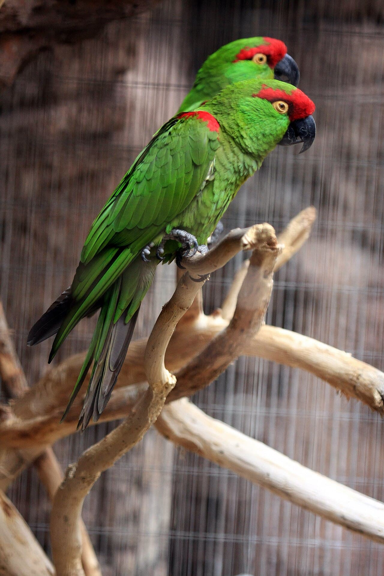 Thick-billed Parrot