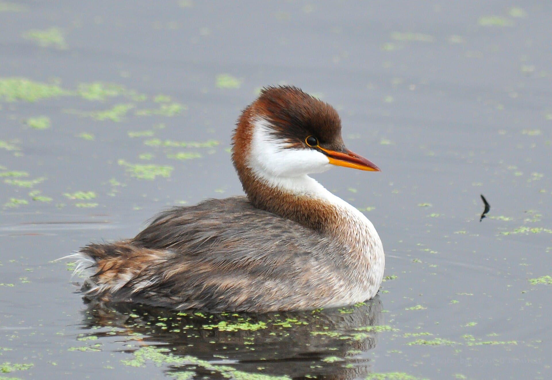 Titicaca Grebe