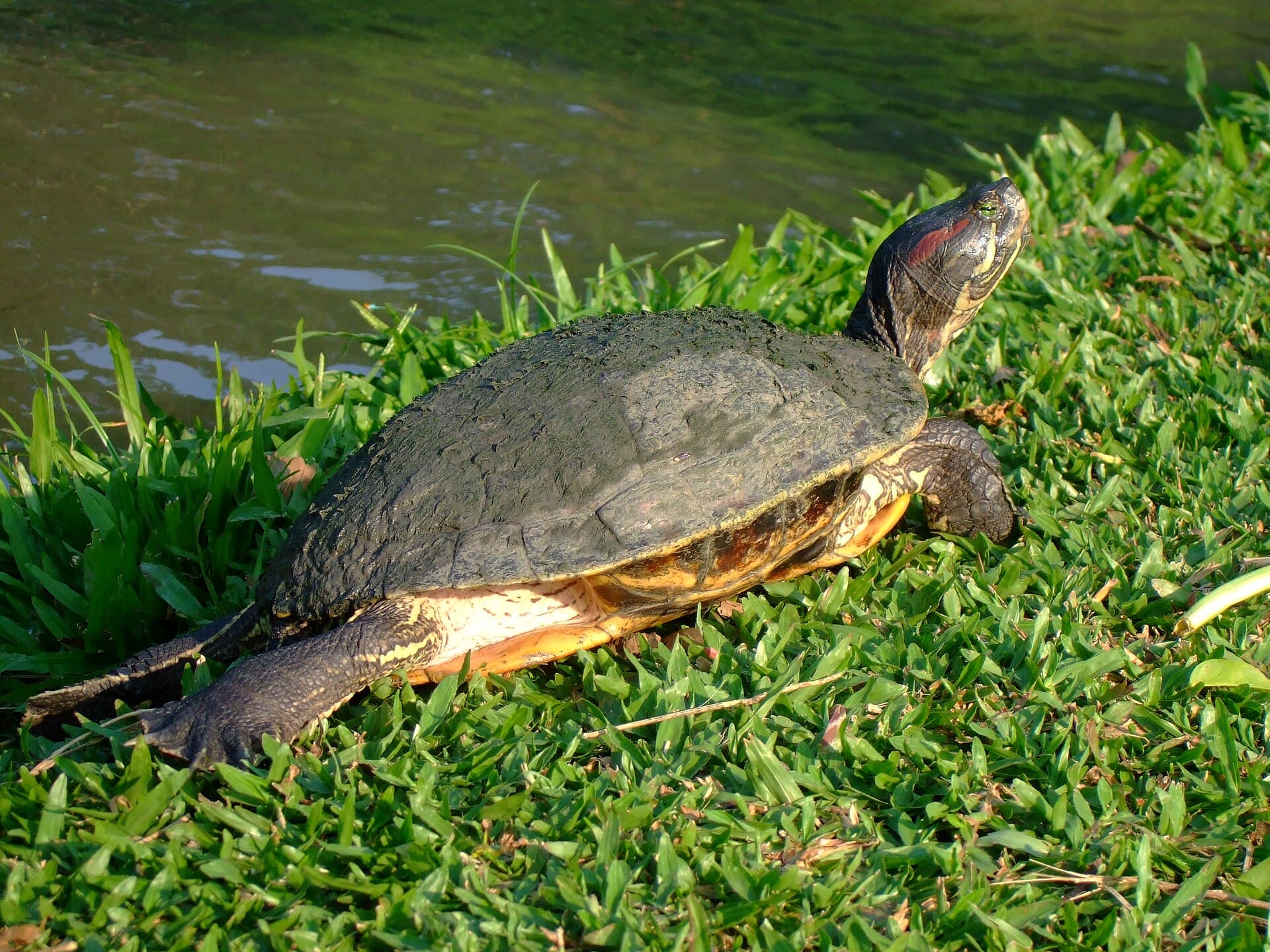Trachemys scripta