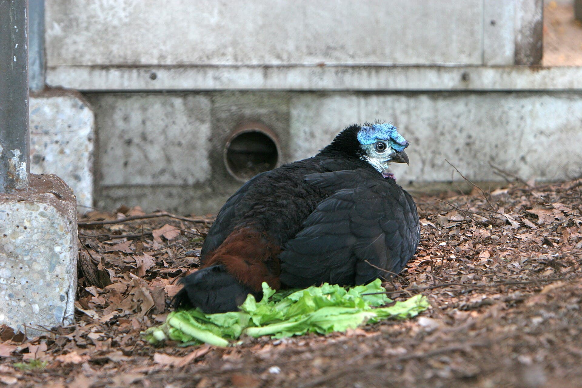 Wattled Brushturkey