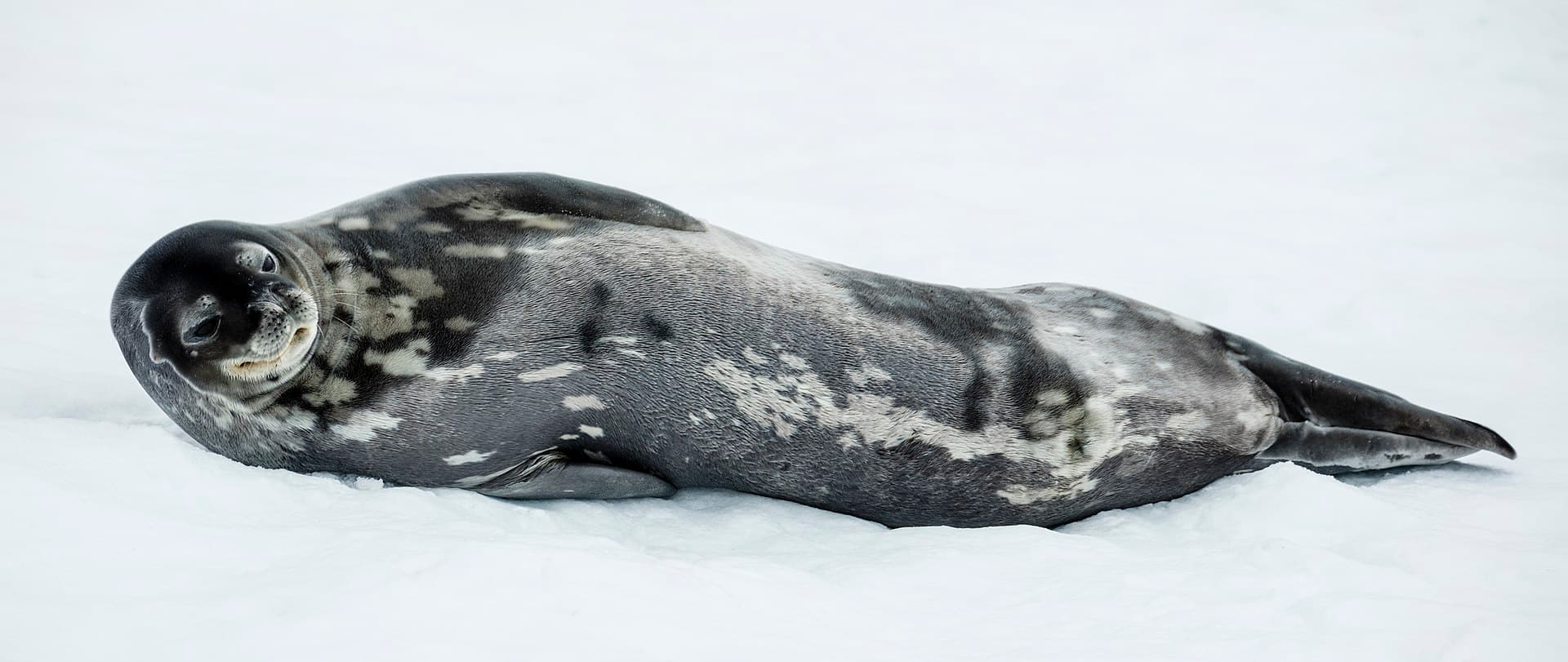 Weddell seal