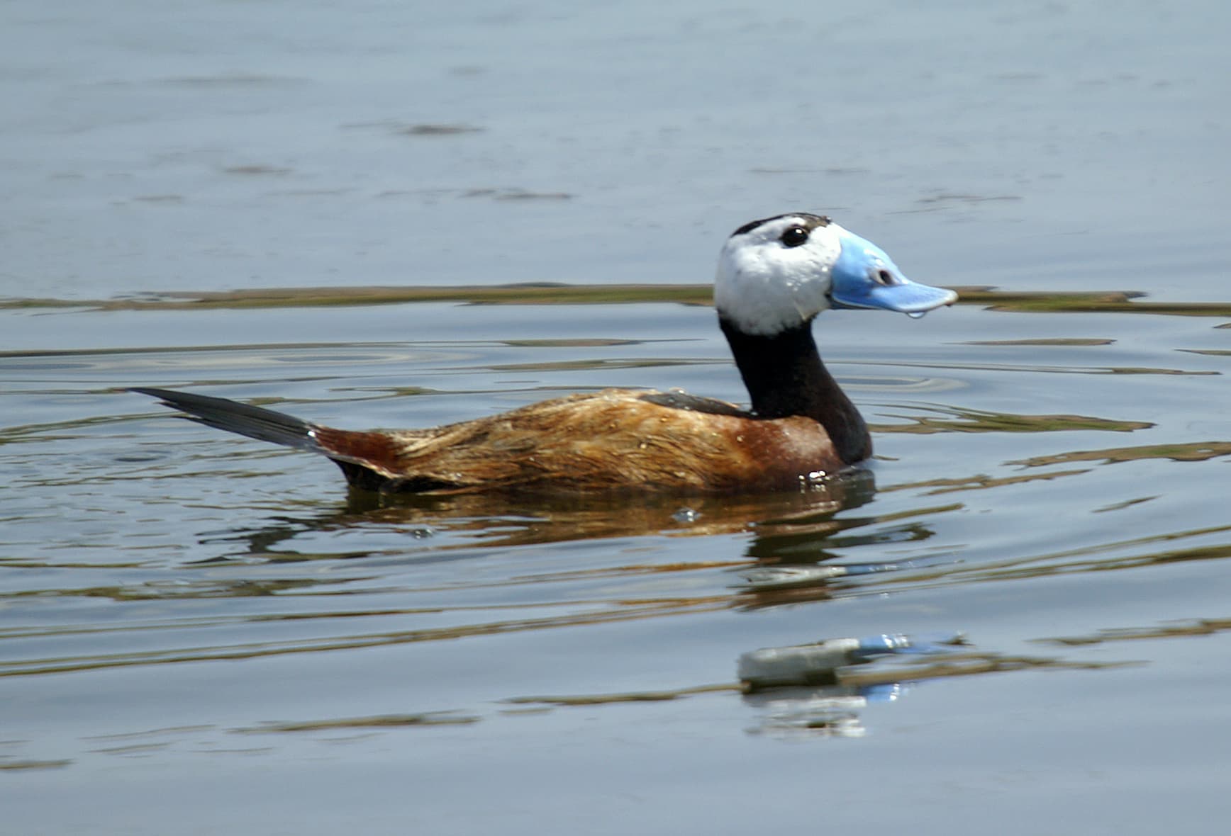 White-headed Duck