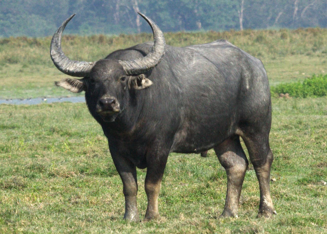 Wild water buffalo
