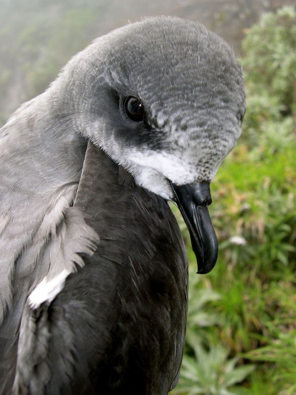 Zino's Petrel